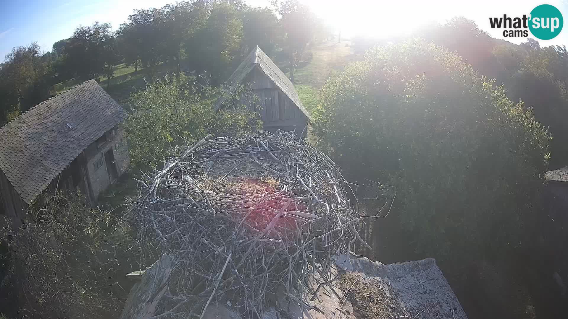 Pueblo europeo de cigüeñas camera en vivo Parque Natural Lonjsko polje