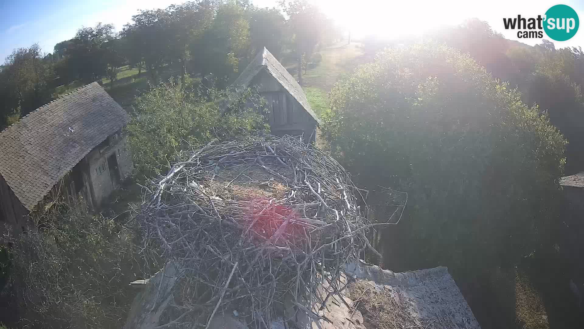 Webcam Europäisches Storchendorf – Naturpark Lonjsko polje