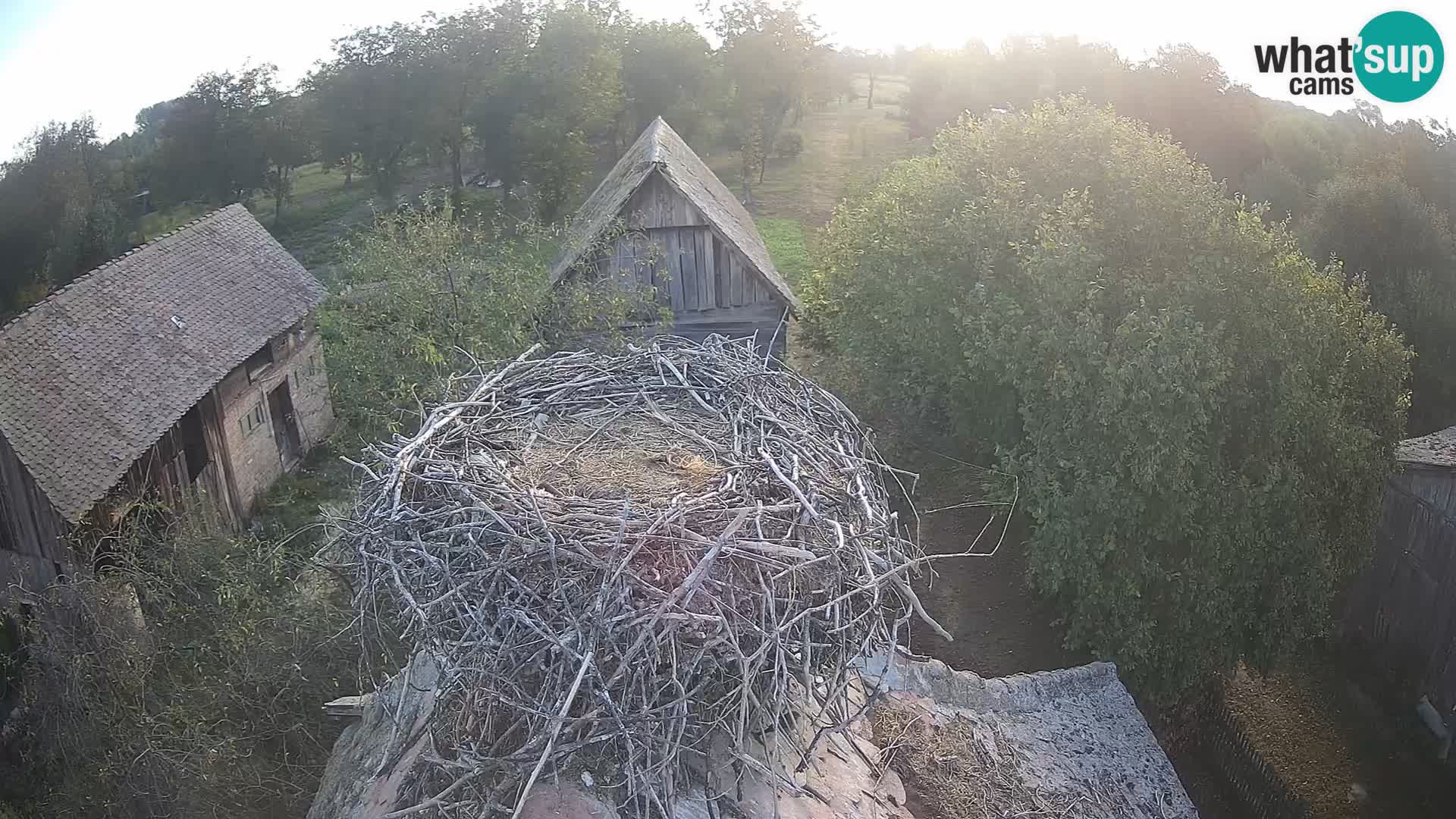 Pueblo europeo de cigüeñas camera en vivo Parque Natural Lonjsko polje