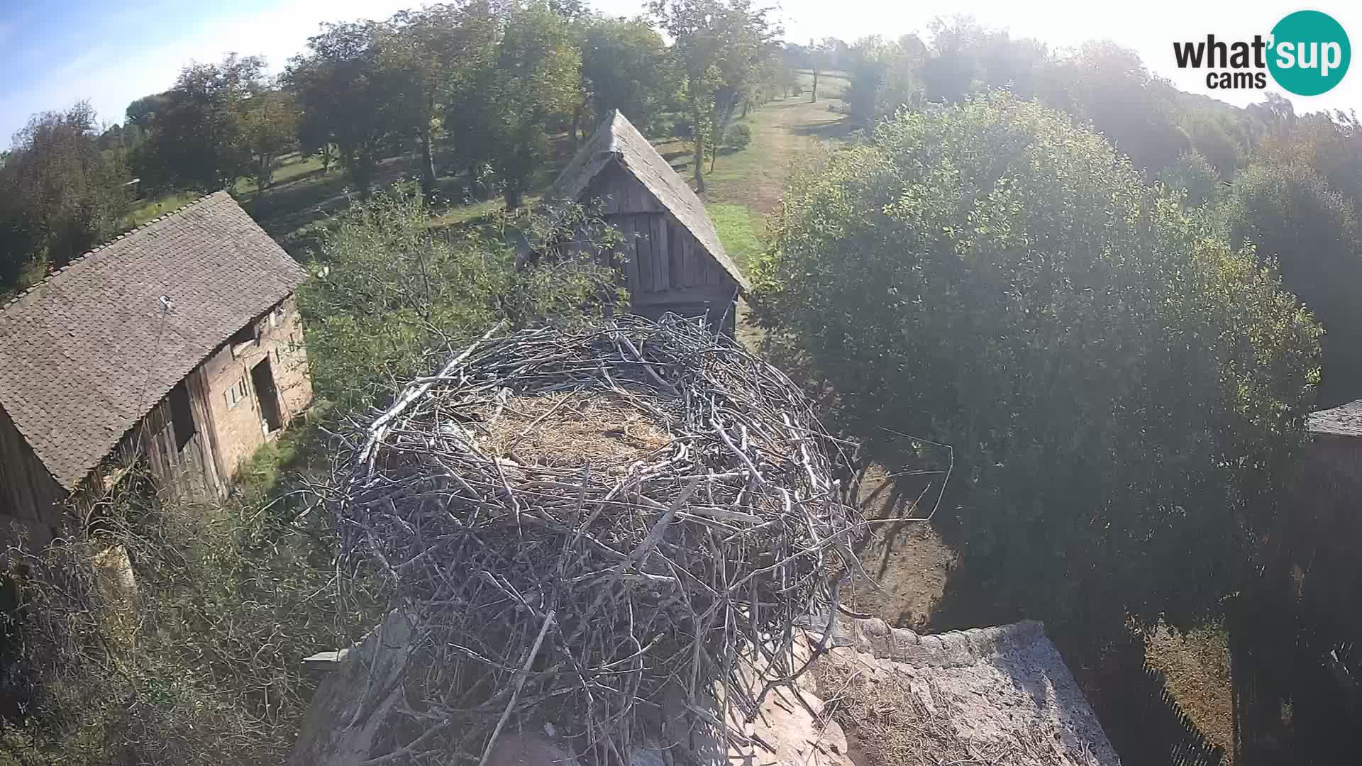 Evropska vas štorklje – Krajinski park Lonjsko polje spletna kamera