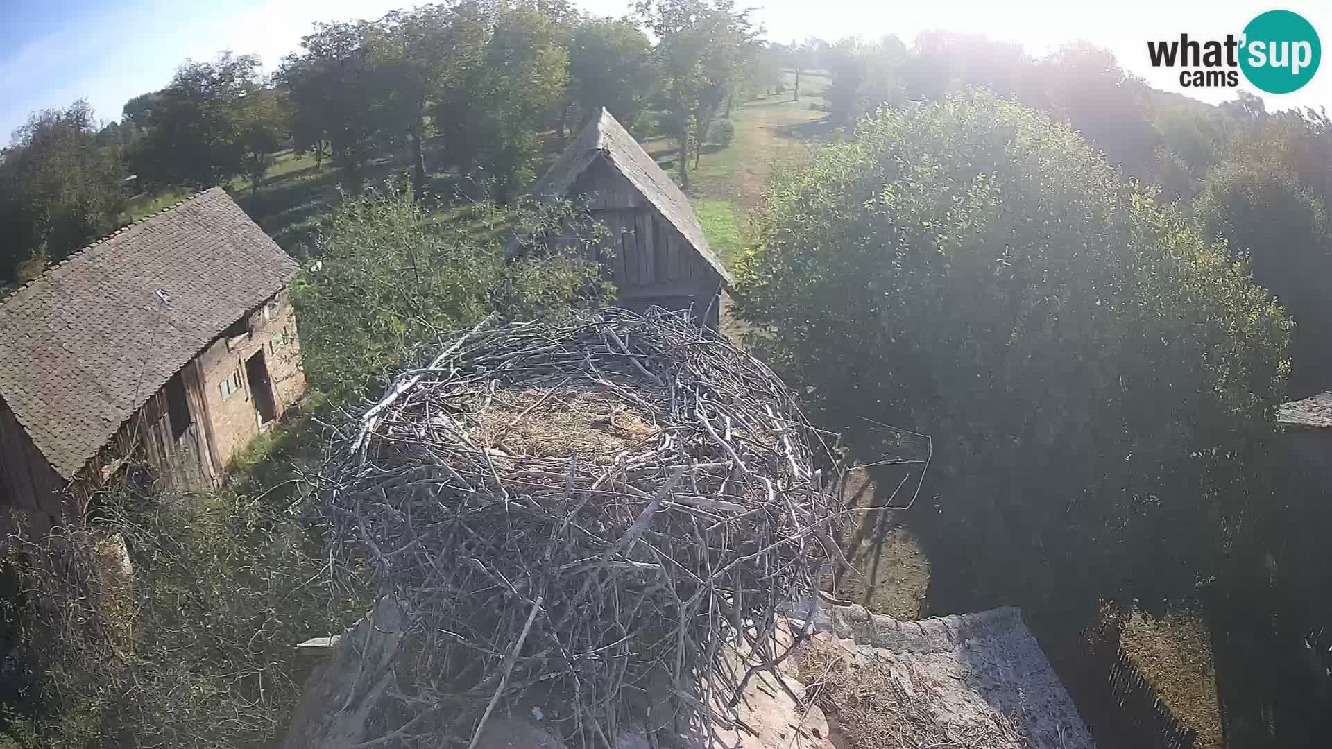 Villaggio delle cicogne europee webcam Parco naturale di Lonjsko polje