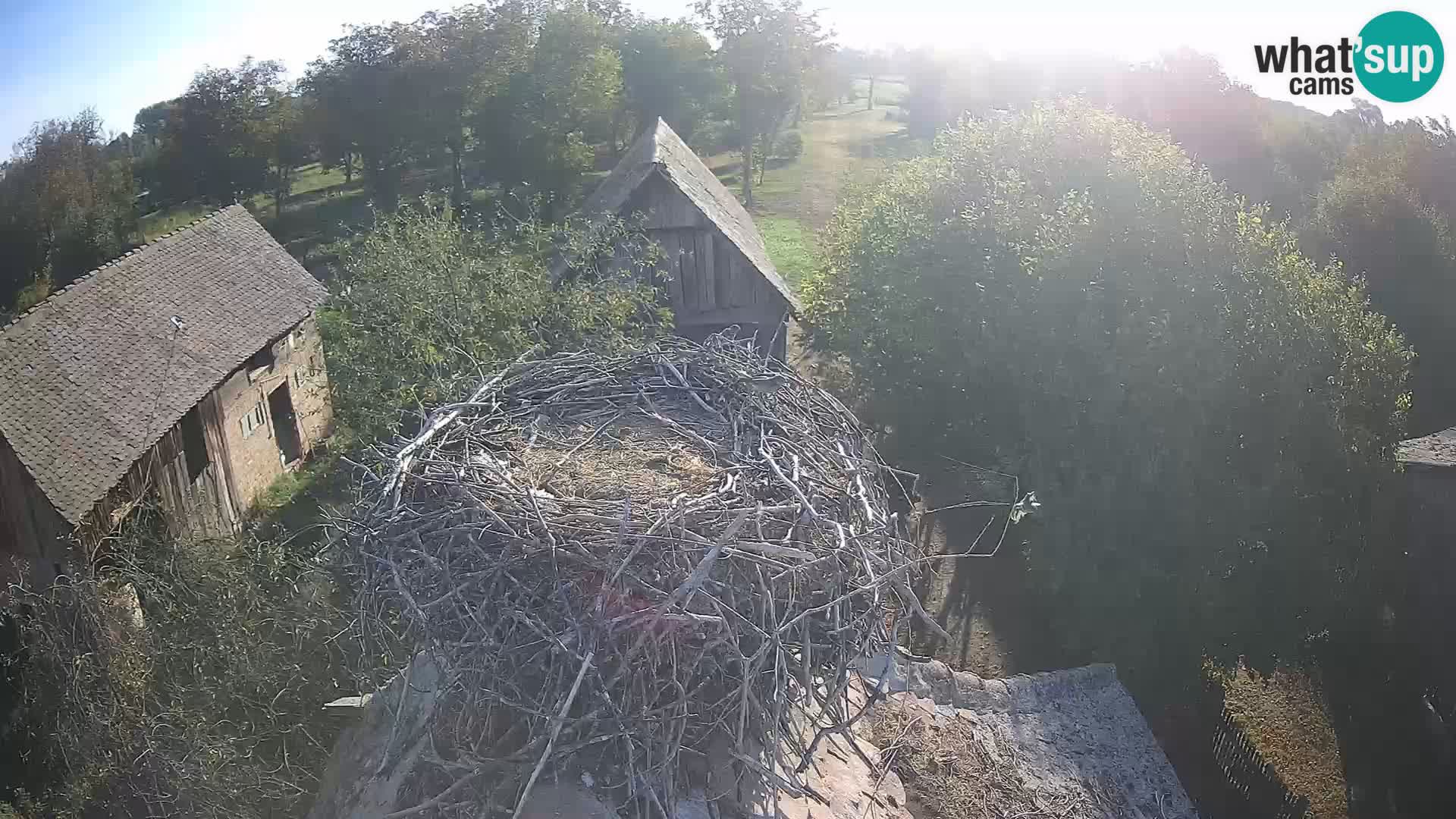 Villaggio delle cicogne europee webcam Parco naturale di Lonjsko polje