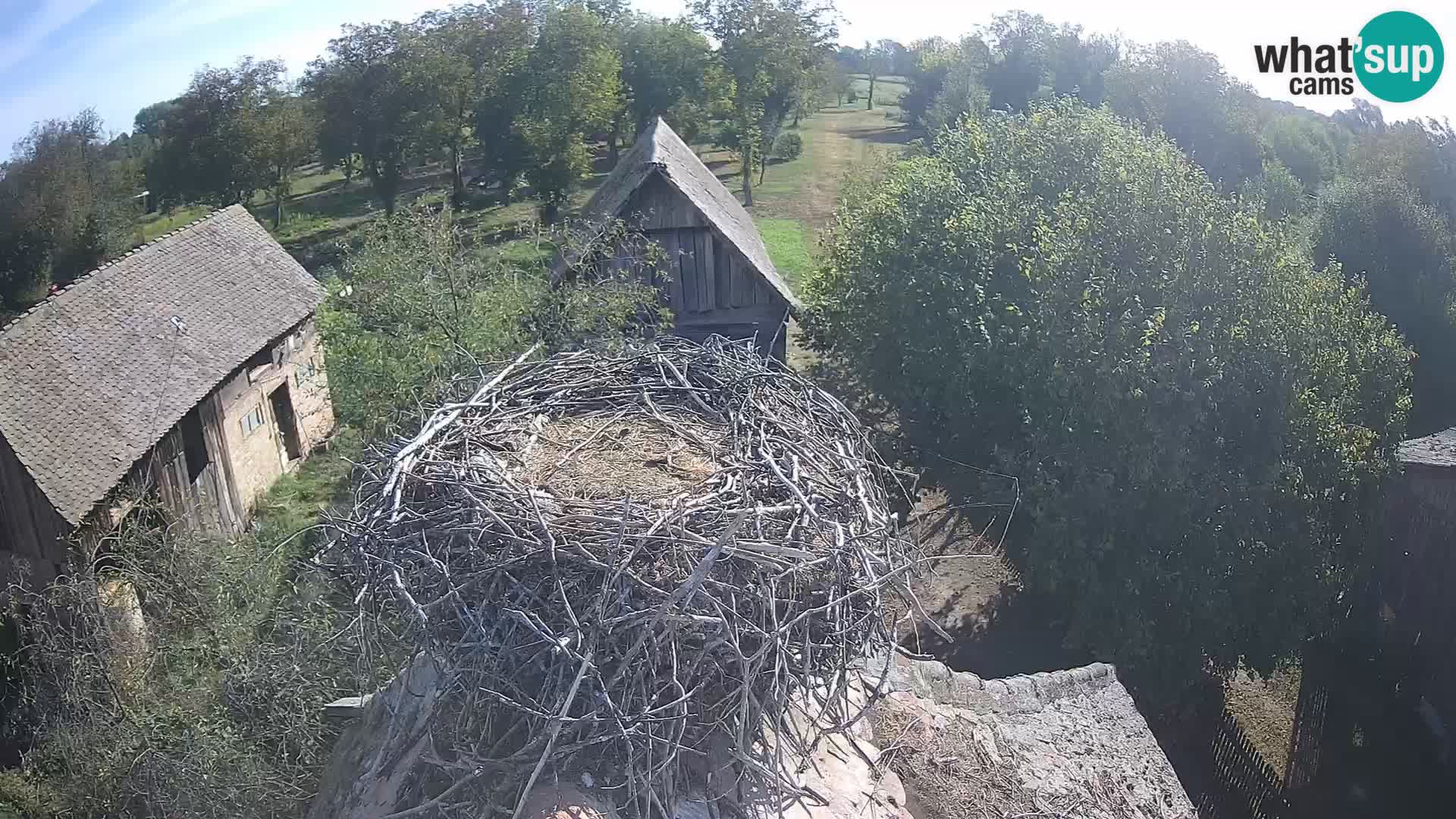 Live webcam European stork village – Lonjsko polje Nature Park