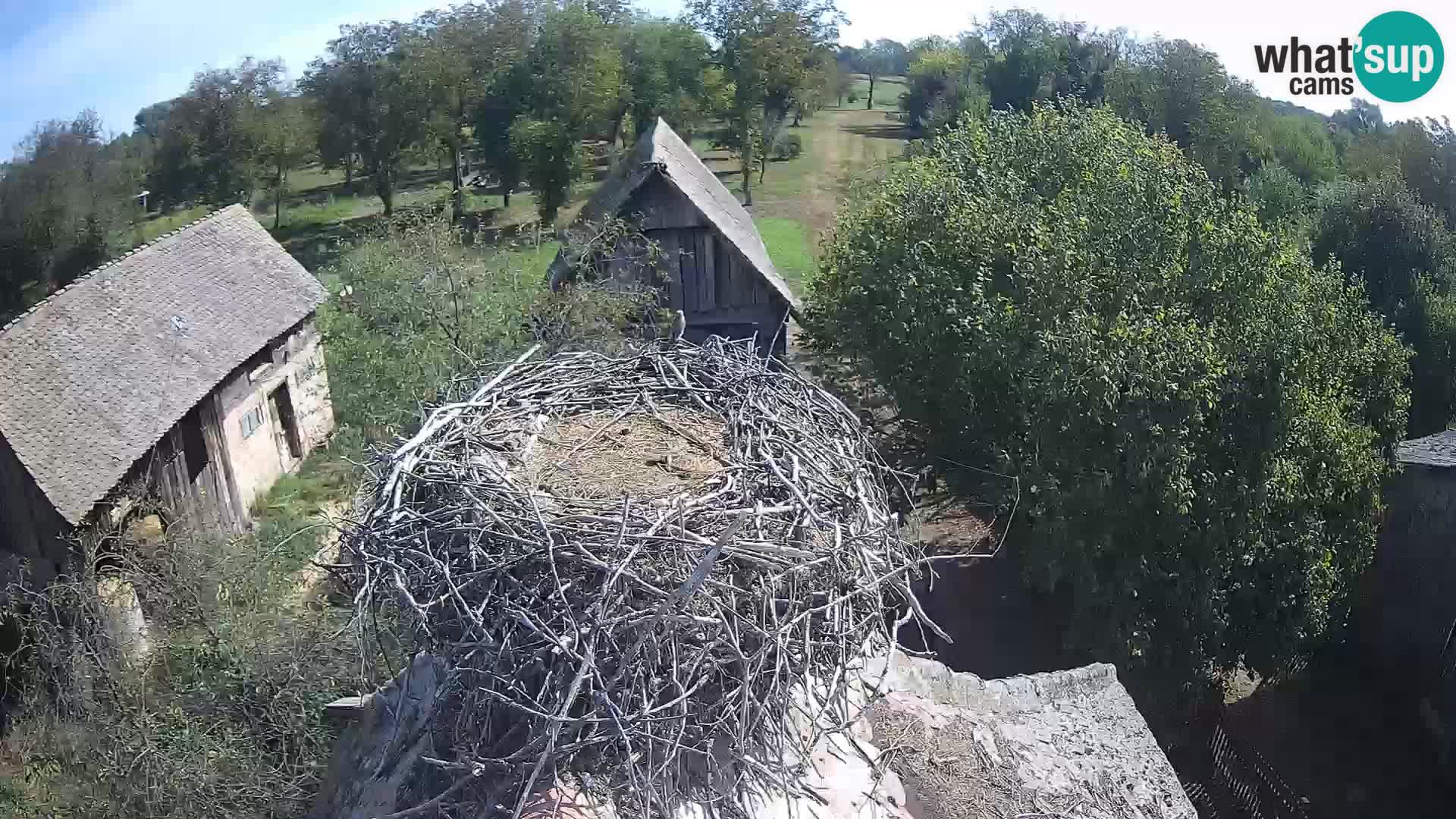 Evropska vas štorklje – Krajinski park Lonjsko polje spletna kamera