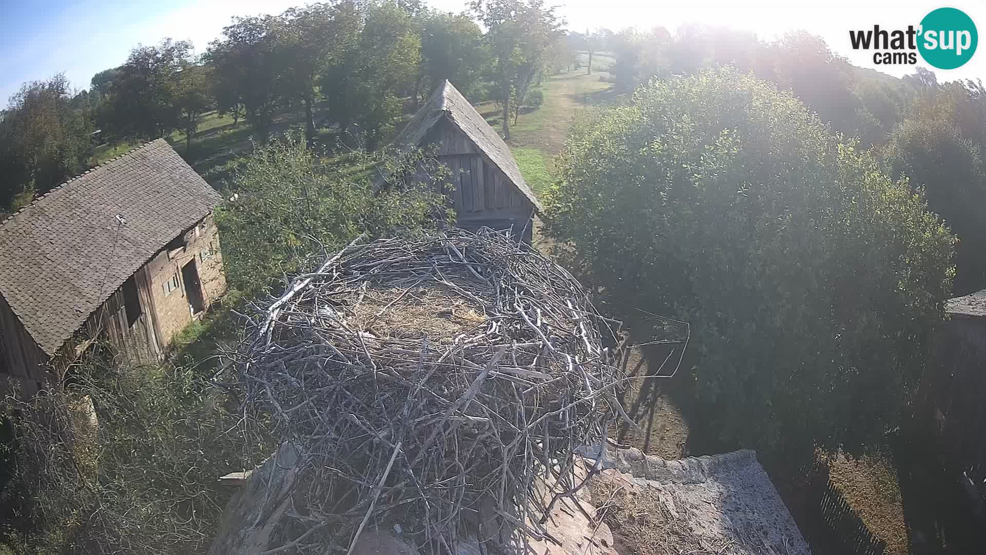 Evropska vas štorklje – Krajinski park Lonjsko polje spletna kamera