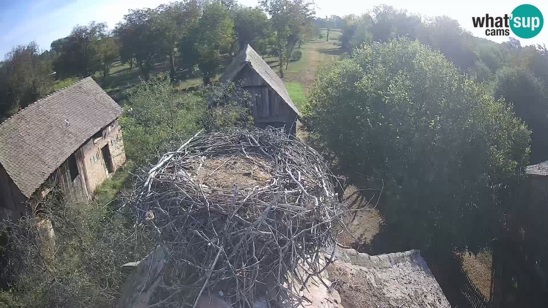 Evropska vas štorklje – Krajinski park Lonjsko polje spletna kamera