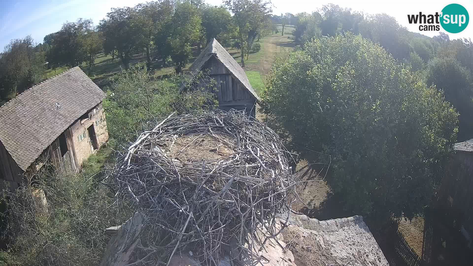 Pueblo europeo de cigüeñas camera en vivo Parque Natural Lonjsko polje
