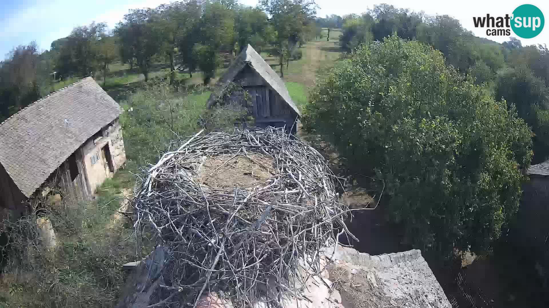 Pueblo europeo de cigüeñas camera en vivo Parque Natural Lonjsko polje