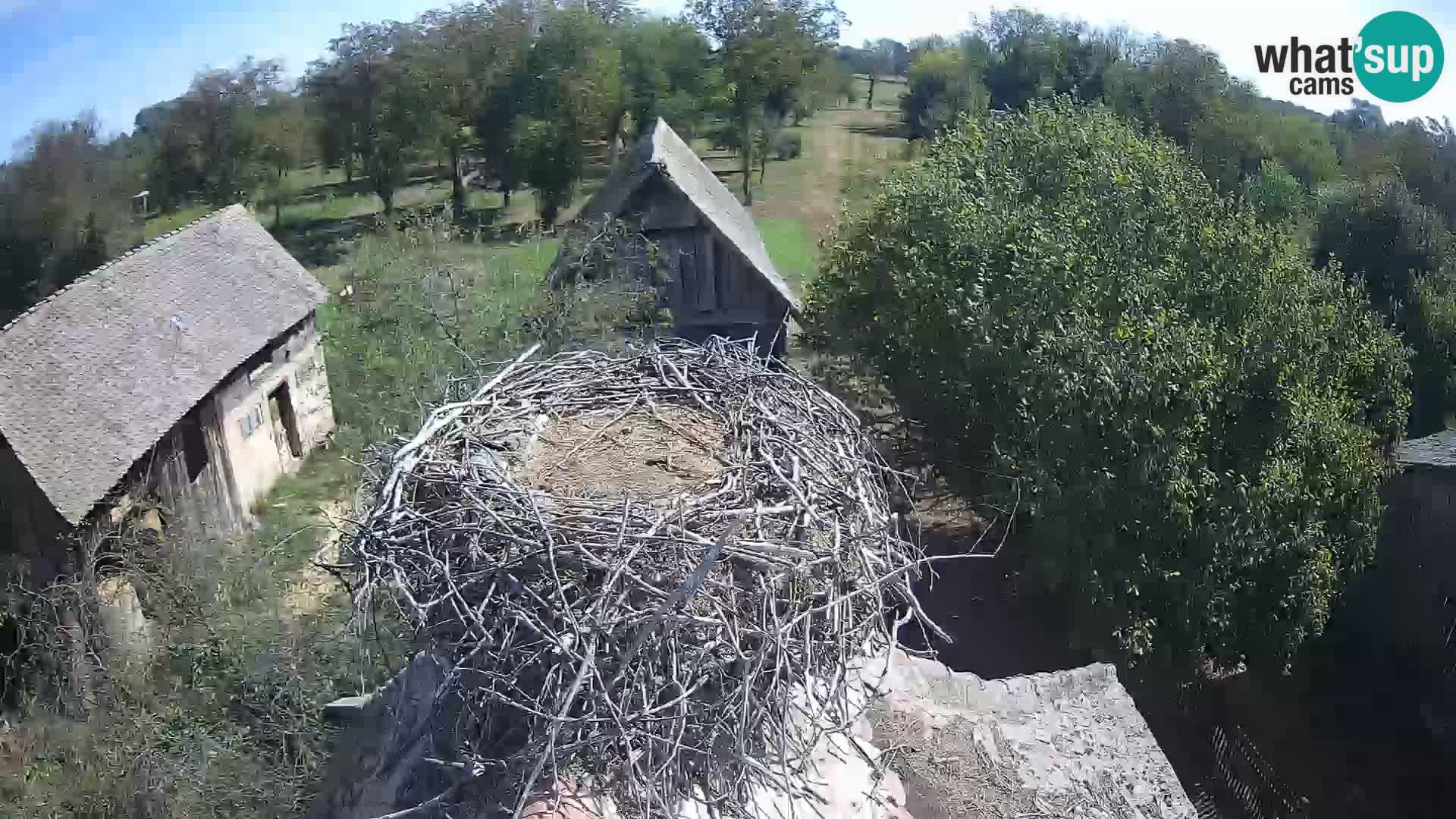 U živo Europsko selo roda – Park prirode Lonjsko polje