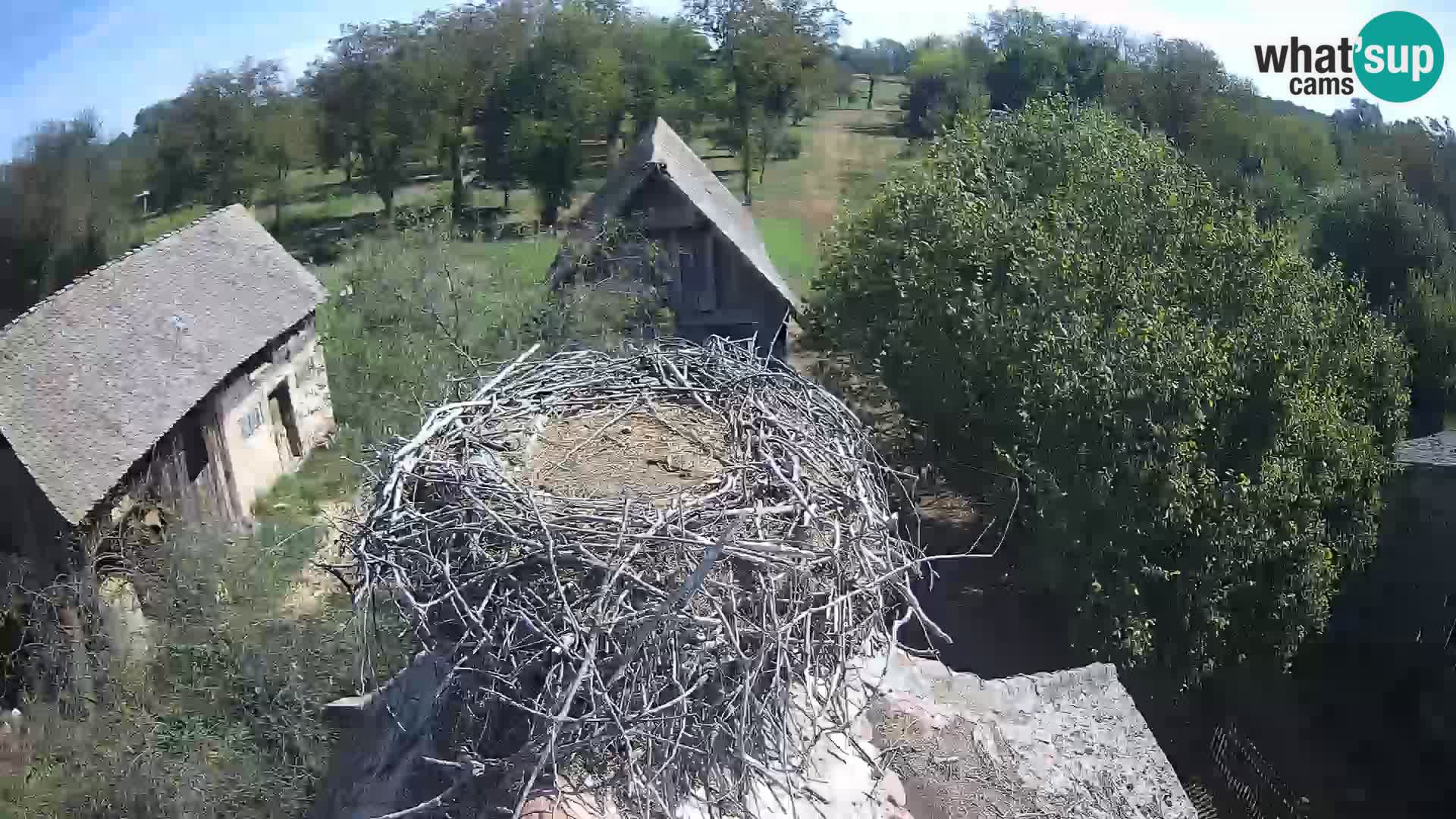 Pueblo europeo de cigüeñas camera en vivo Parque Natural Lonjsko polje