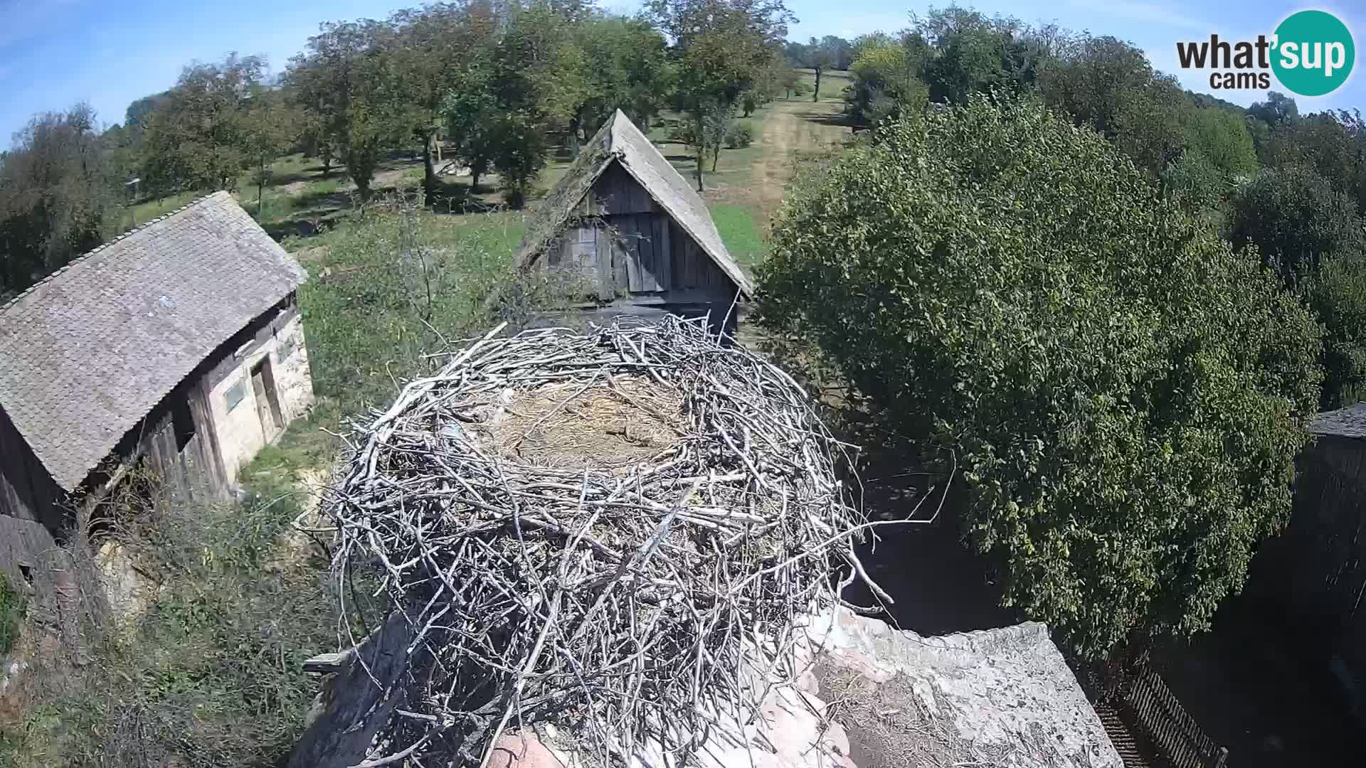 Villaggio delle cicogne europee webcam Parco naturale di Lonjsko polje