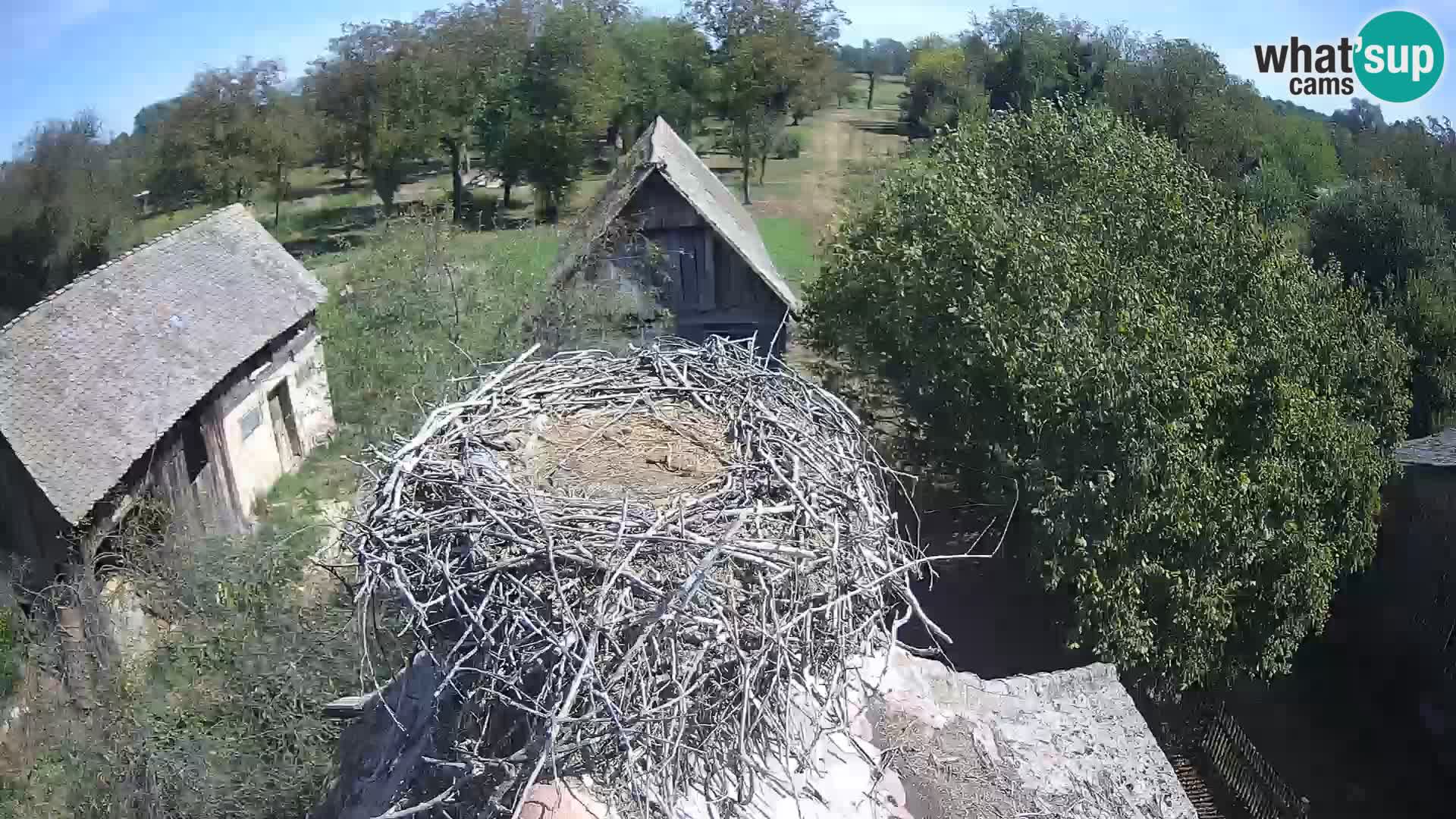 Pueblo europeo de cigüeñas camera en vivo Parque Natural Lonjsko polje