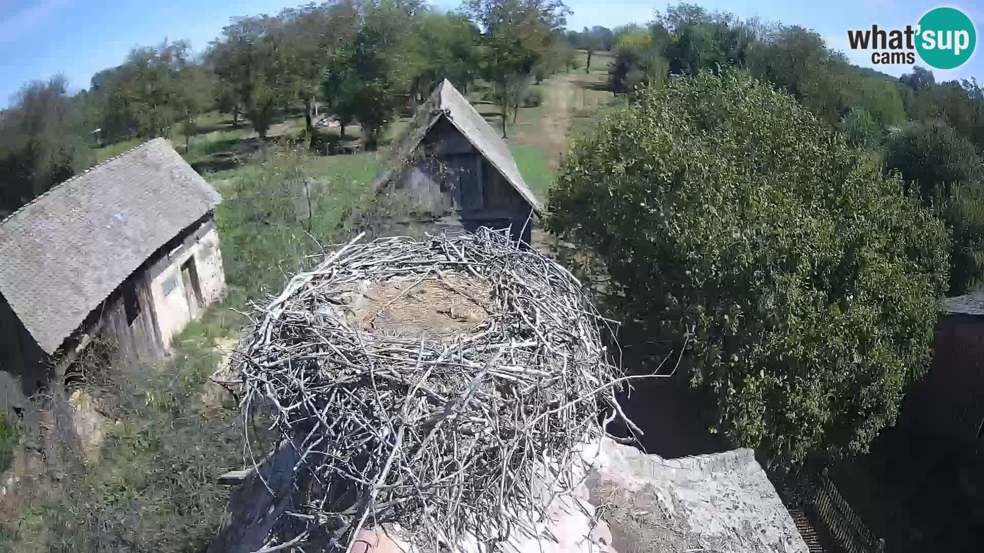 Pueblo europeo de cigüeñas camera en vivo Parque Natural Lonjsko polje
