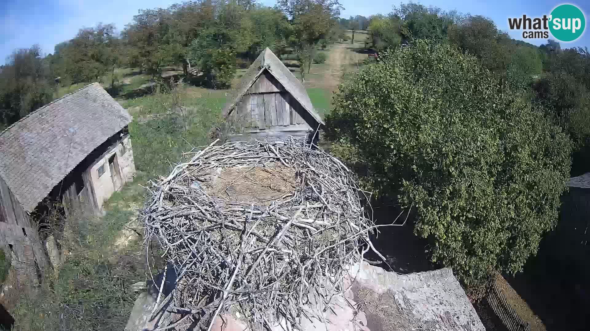 Live webcam European stork village – Lonjsko polje Nature Park