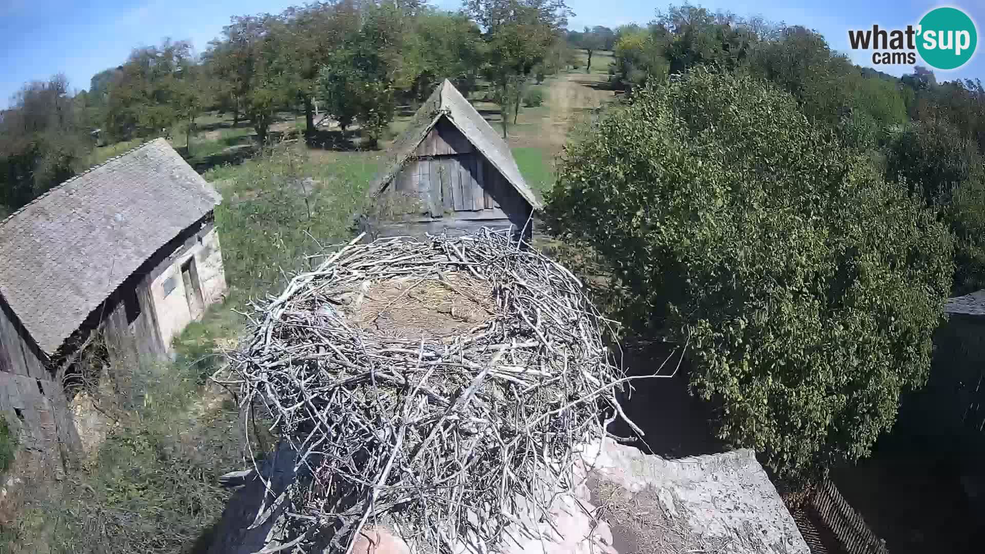 Pueblo europeo de cigüeñas camera en vivo Parque Natural Lonjsko polje