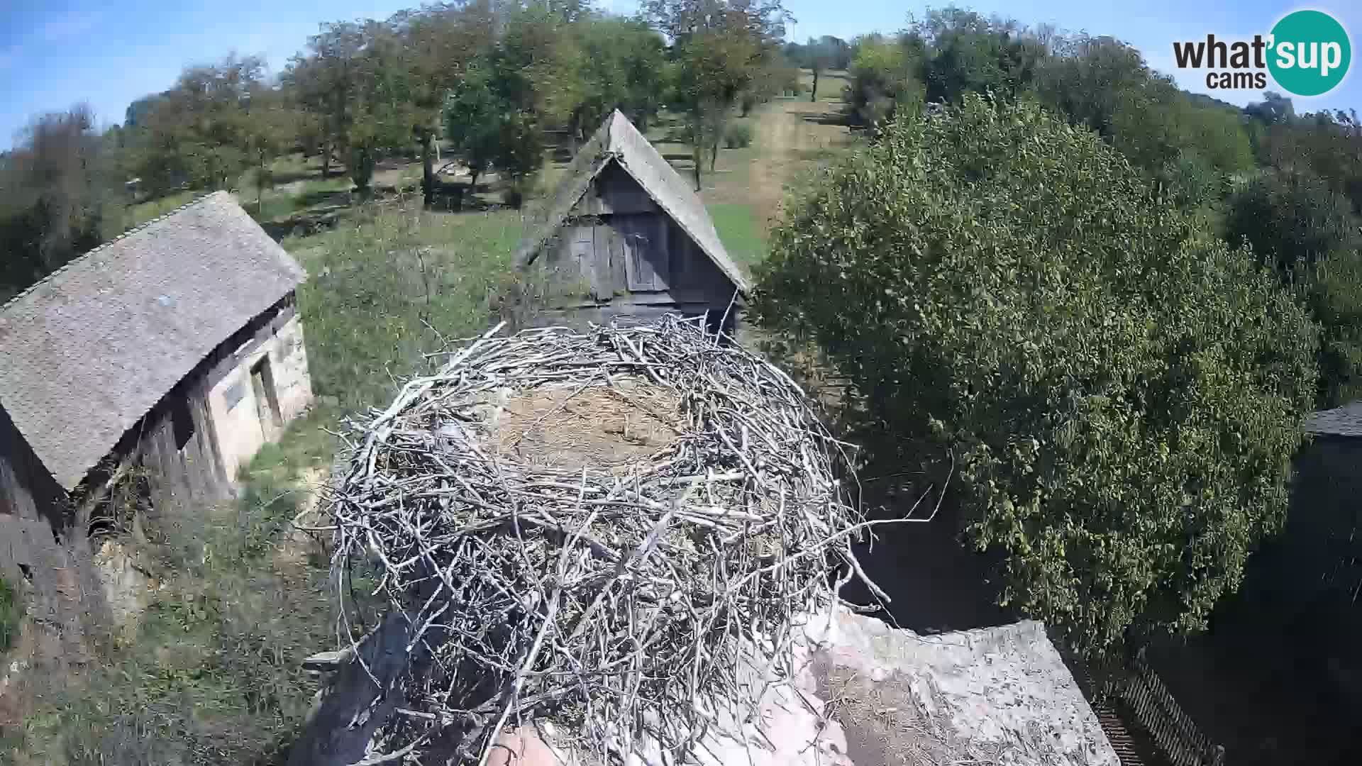 Webcam Europäisches Storchendorf – Naturpark Lonjsko polje