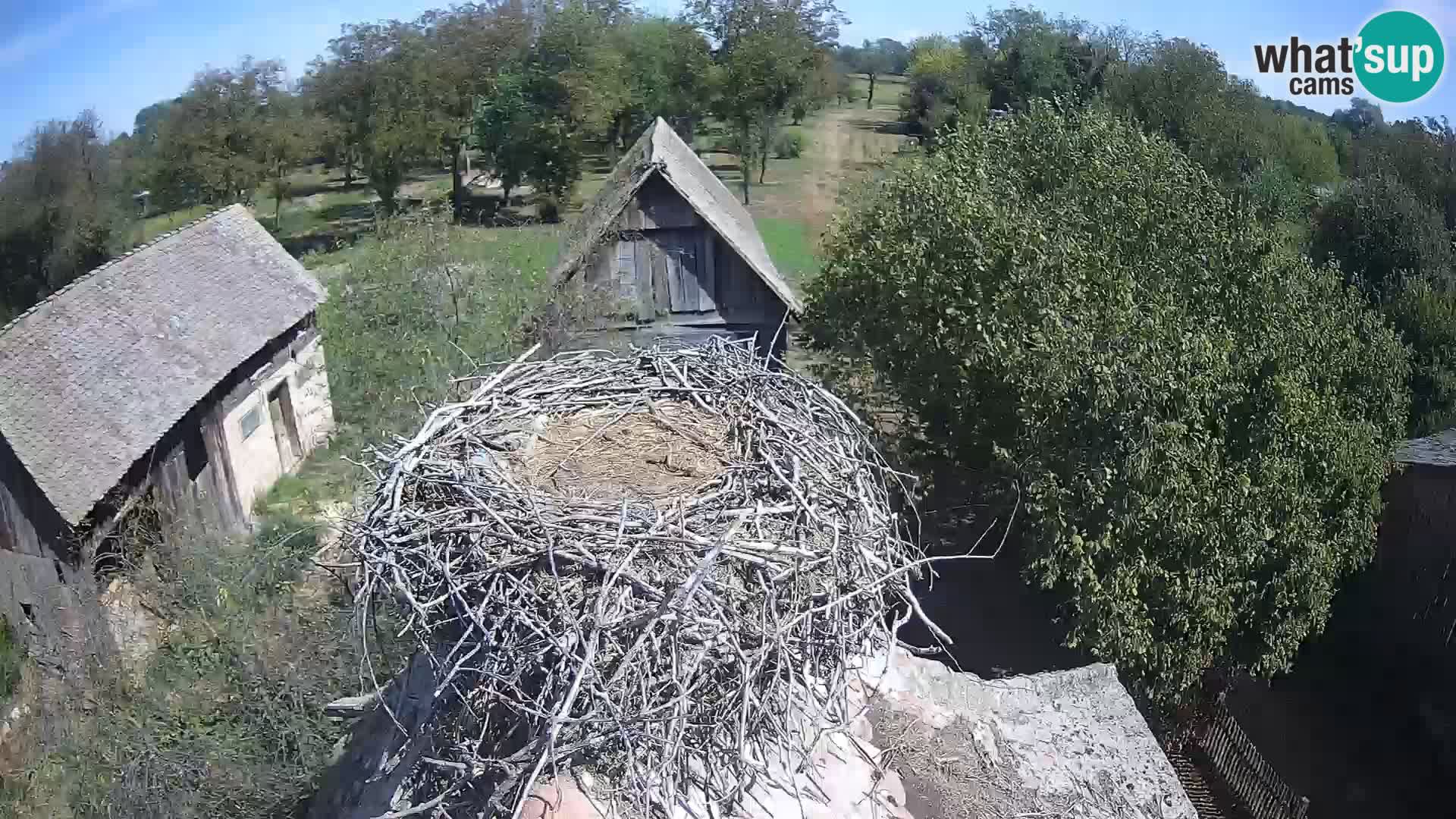 Village européen de cigognes webcam Parc naturel de Lonjsko polje
