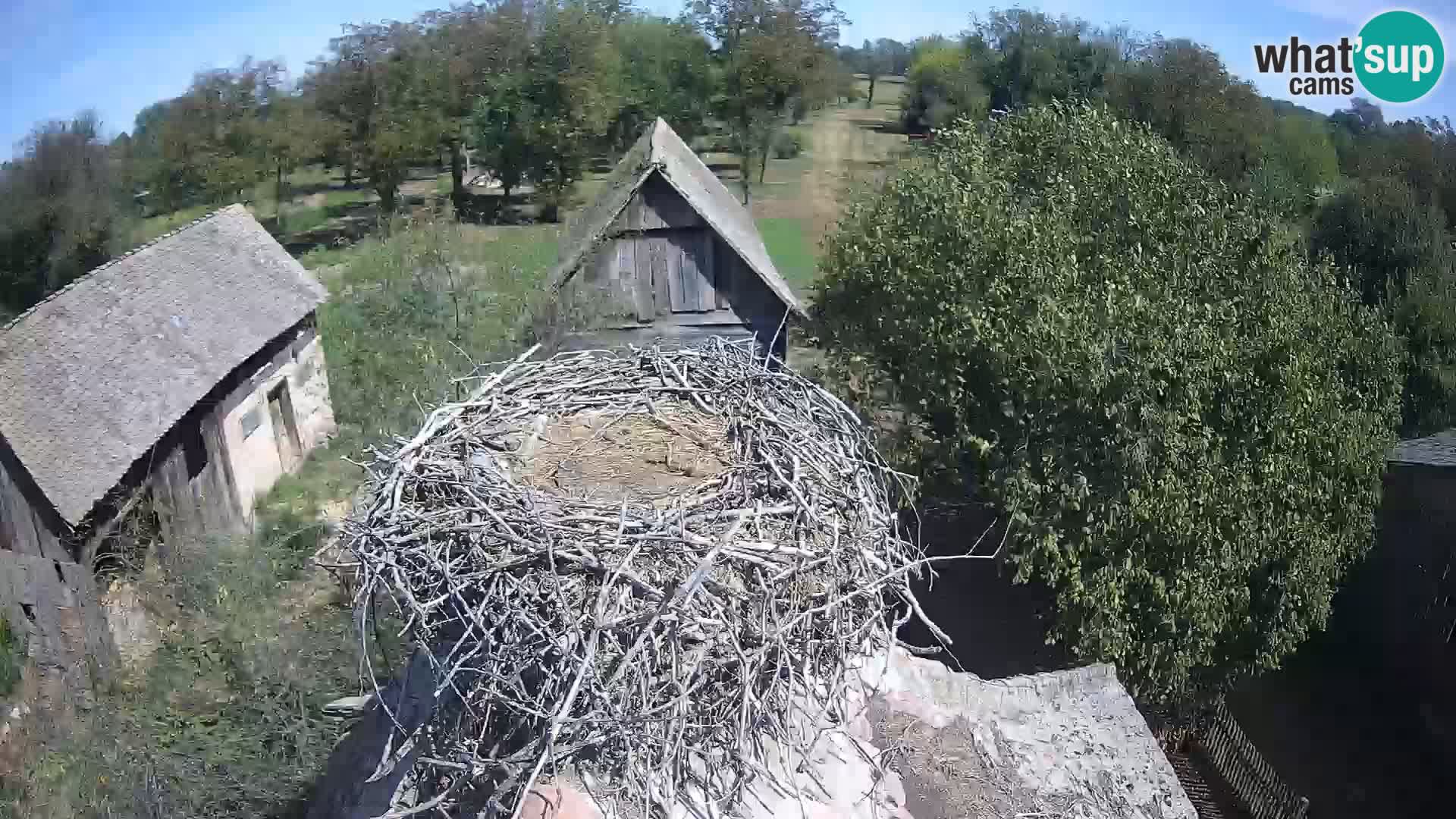 Village européen de cigognes webcam Parc naturel de Lonjsko polje