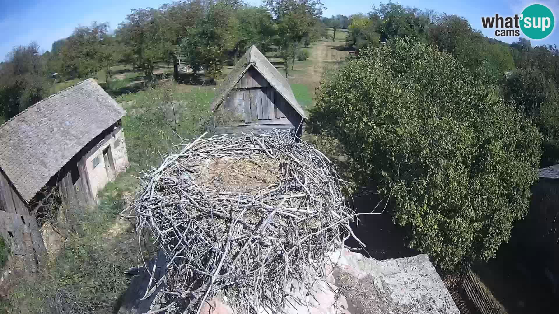 Village européen de cigognes webcam Parc naturel de Lonjsko polje