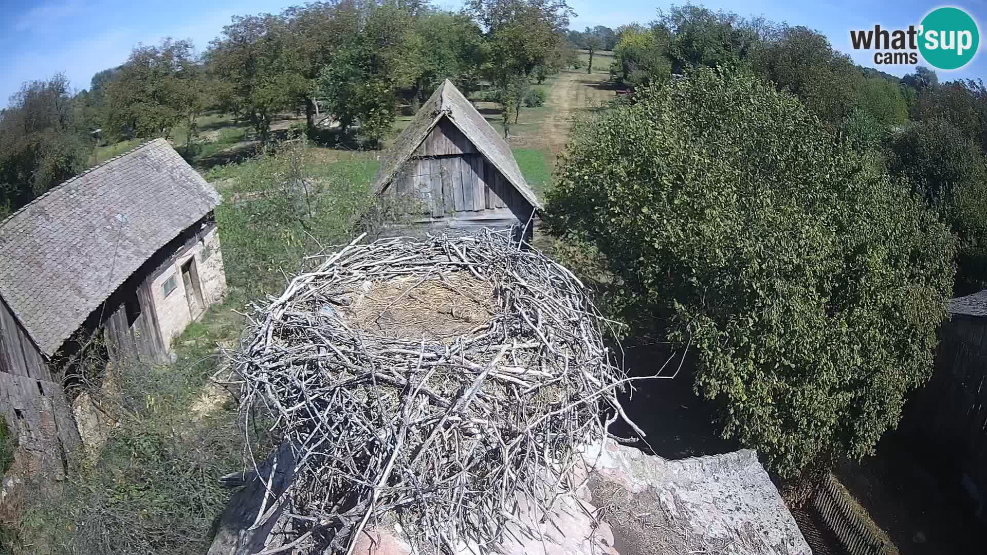 Village européen de cigognes webcam Parc naturel de Lonjsko polje