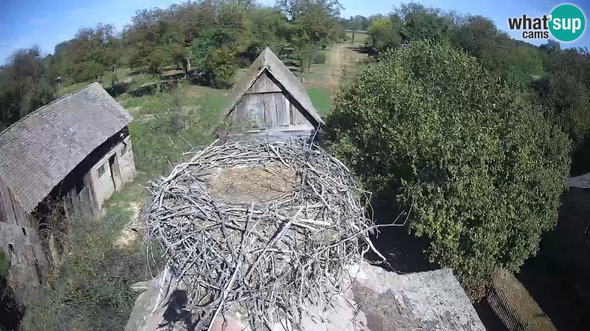 Evropska vas štorklje – Krajinski park Lonjsko polje spletna kamera