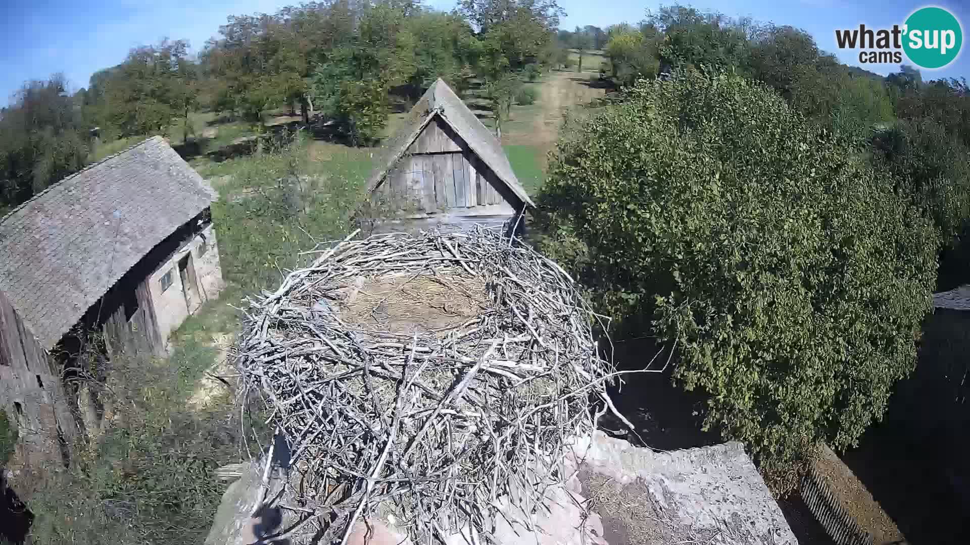 Villaggio delle cicogne europee webcam Parco naturale di Lonjsko polje