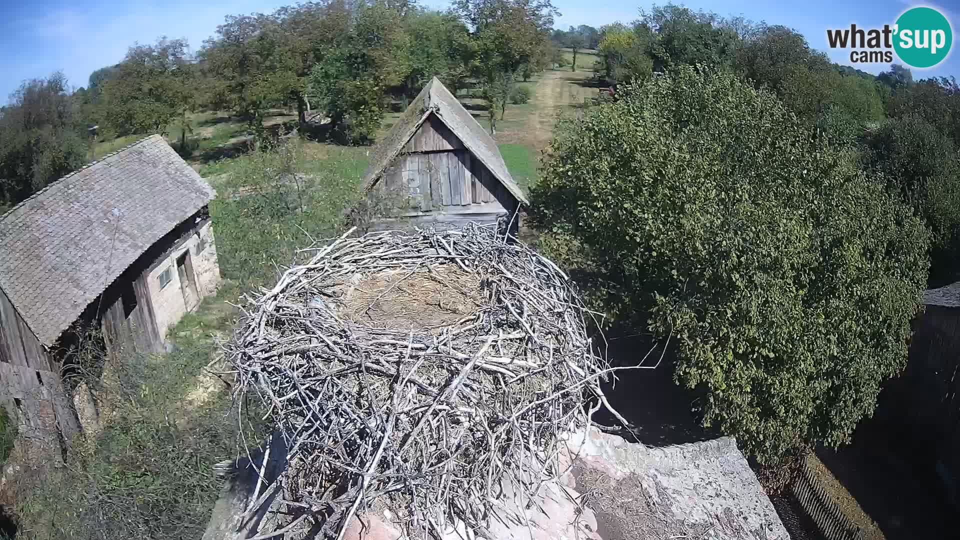 Evropska vas štorklje – Krajinski park Lonjsko polje spletna kamera