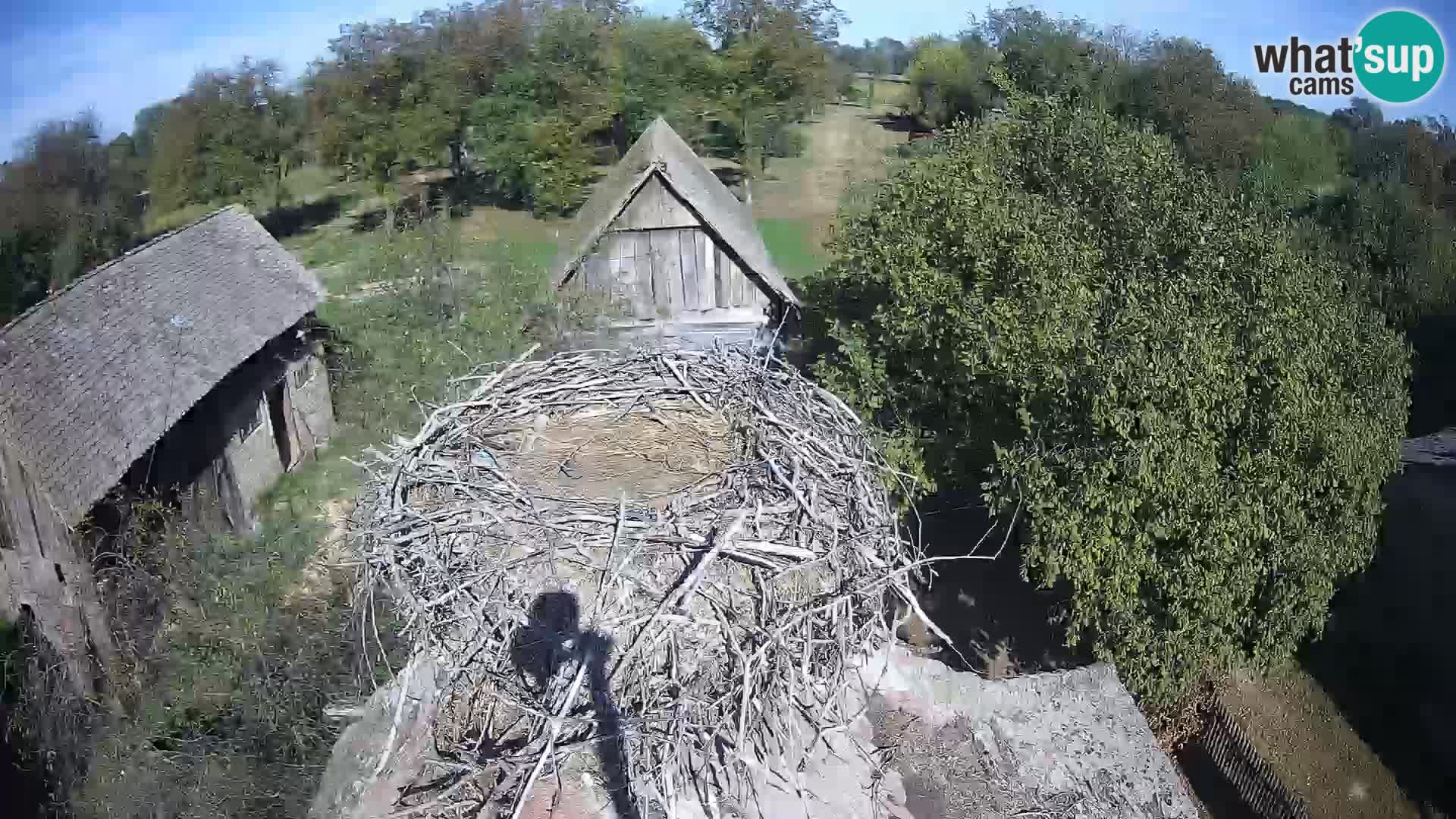 U živo Europsko selo roda – Park prirode Lonjsko polje