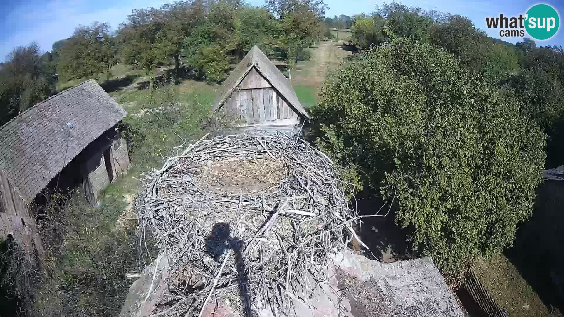Village européen de cigognes webcam Parc naturel de Lonjsko polje