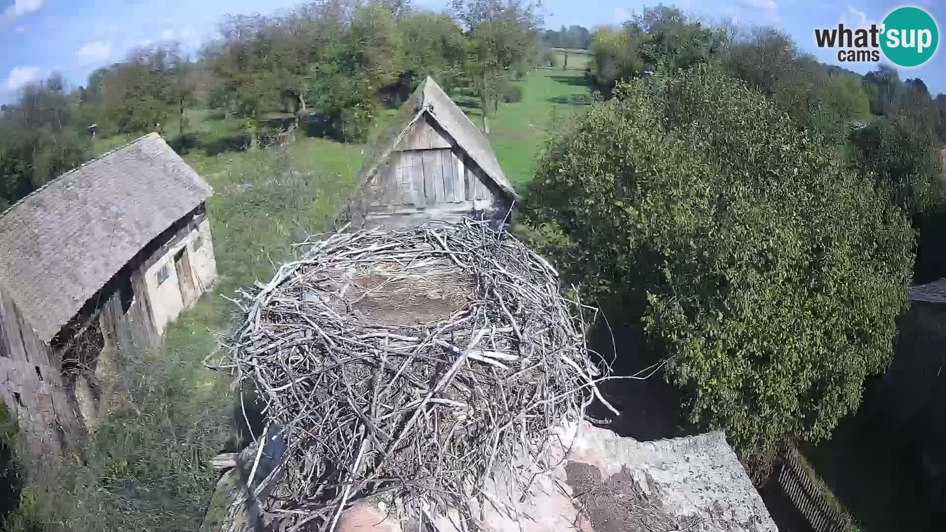 Pueblo europeo de cigüeñas camera en vivo Parque Natural Lonjsko polje