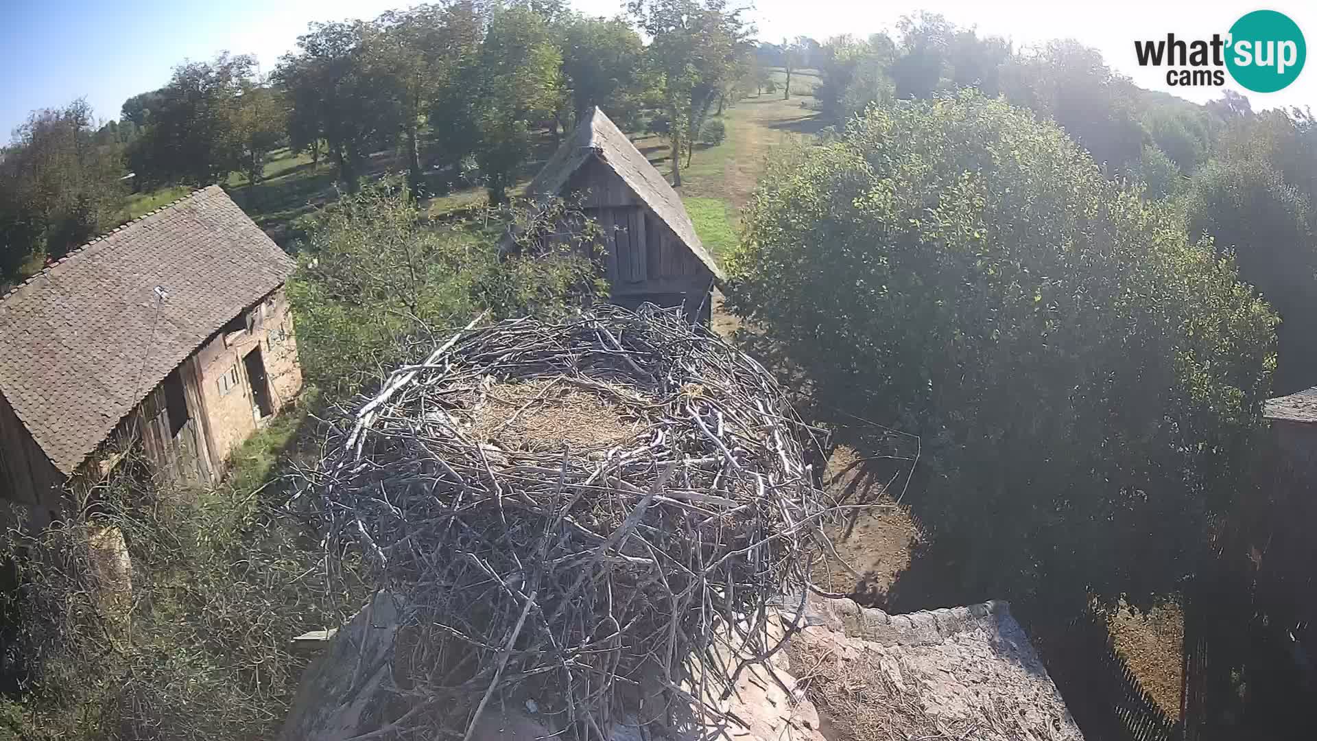 Village européen de cigognes webcam Parc naturel de Lonjsko polje