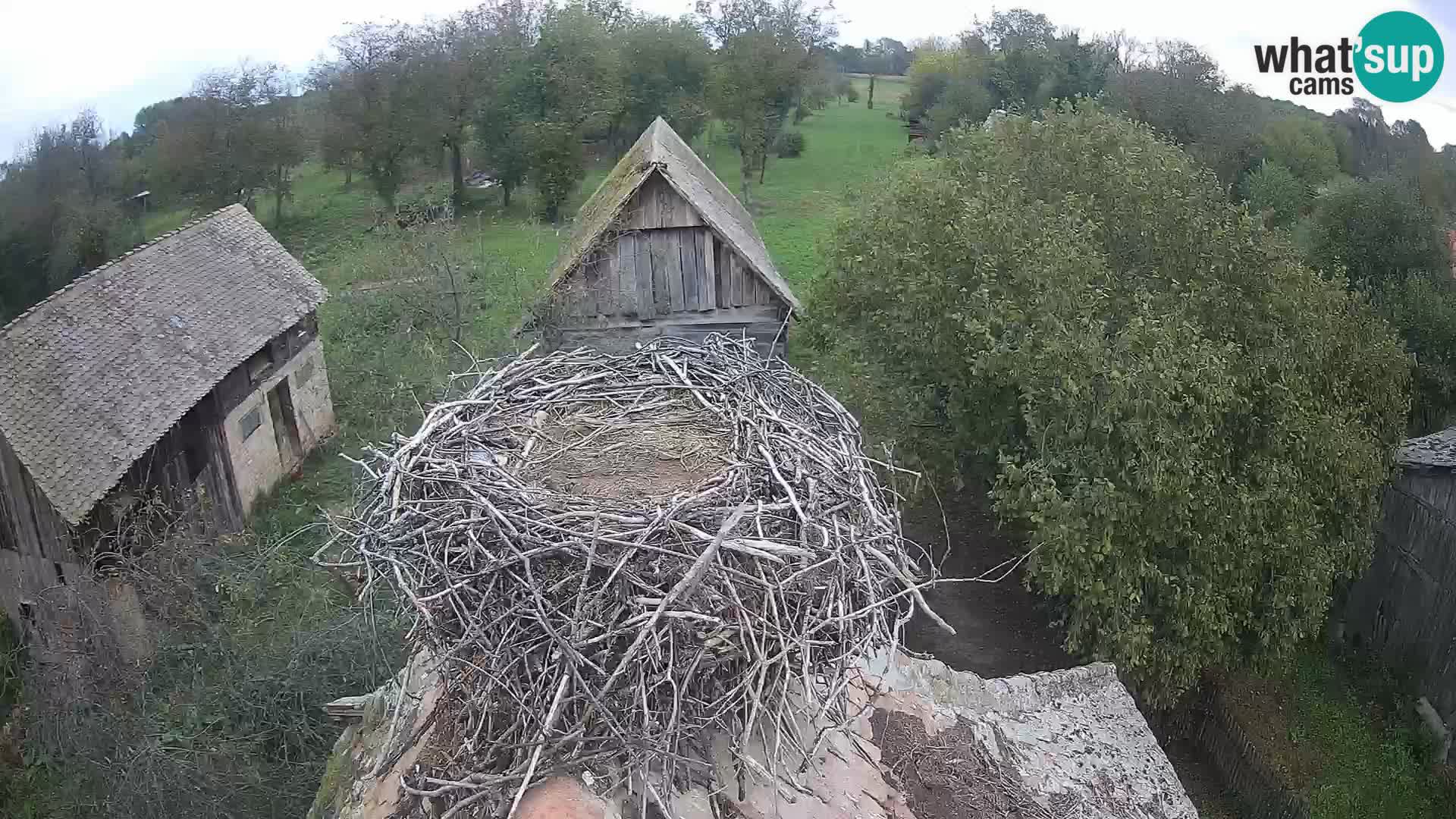 Village européen de cigognes webcam Parc naturel de Lonjsko polje