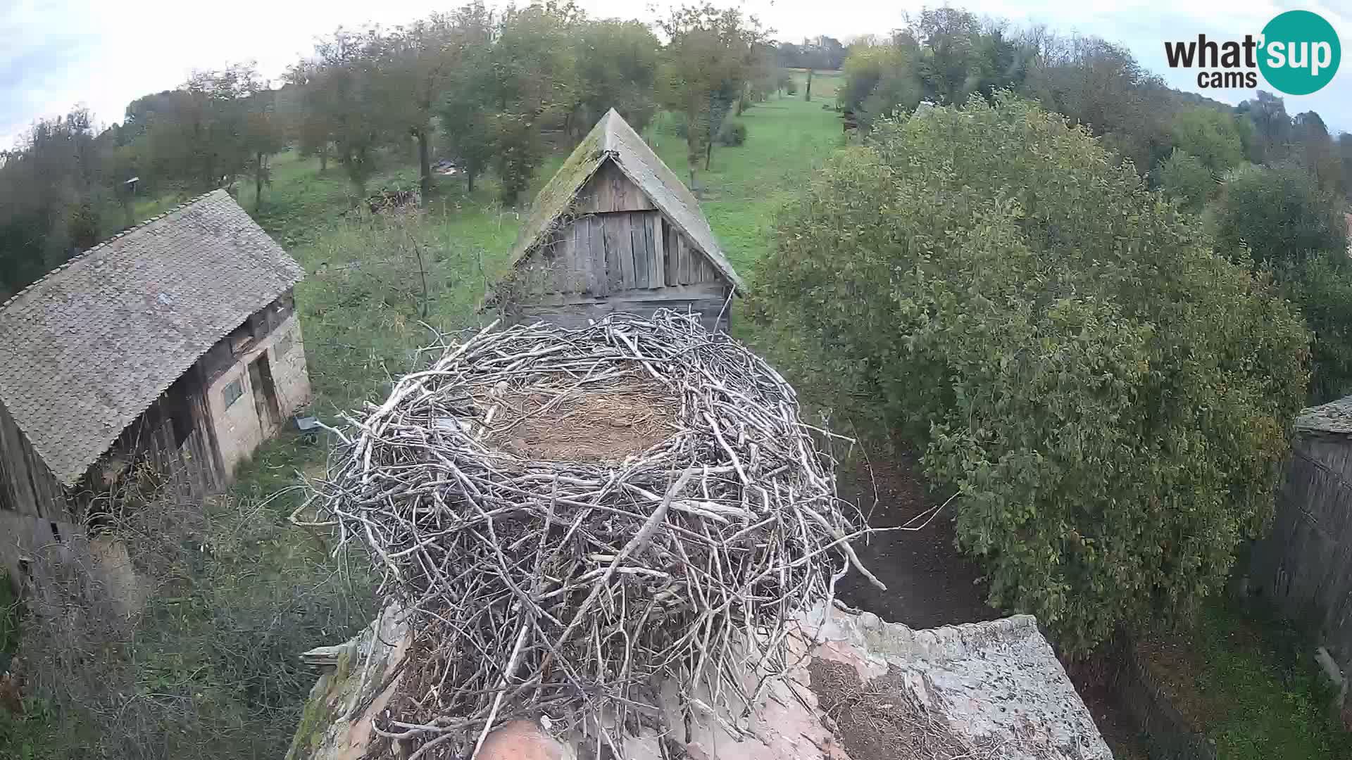 Webcam Europäisches Storchendorf – Naturpark Lonjsko polje