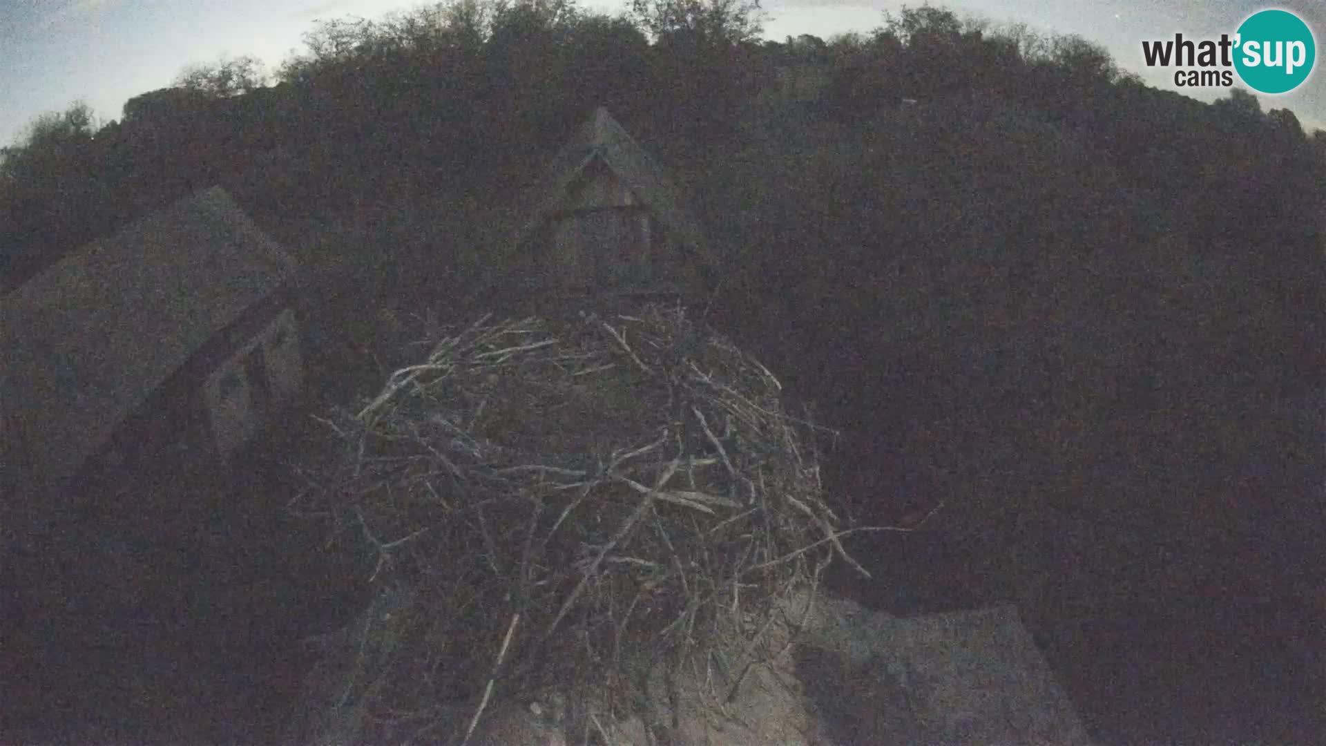 Village européen de cigognes webcam Parc naturel de Lonjsko polje