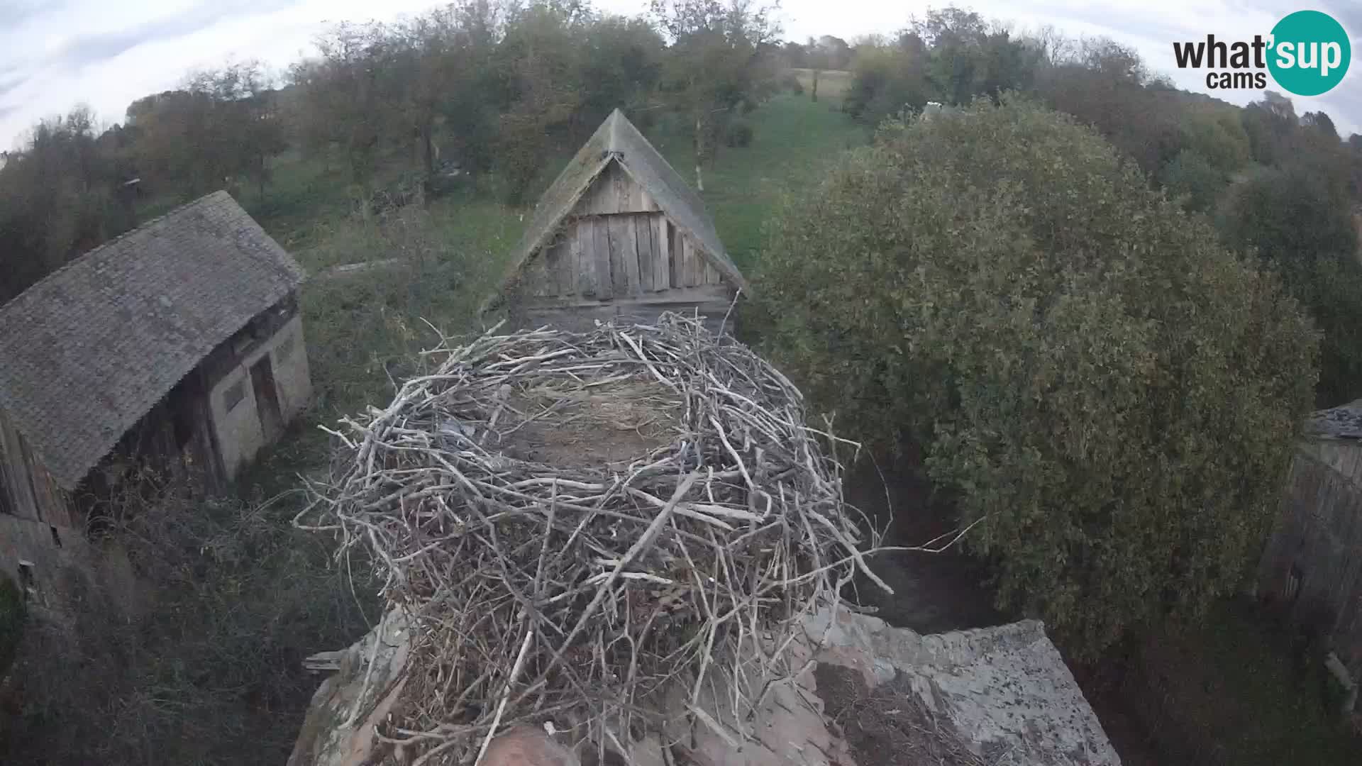 Villaggio delle cicogne europee webcam Parco naturale di Lonjsko polje