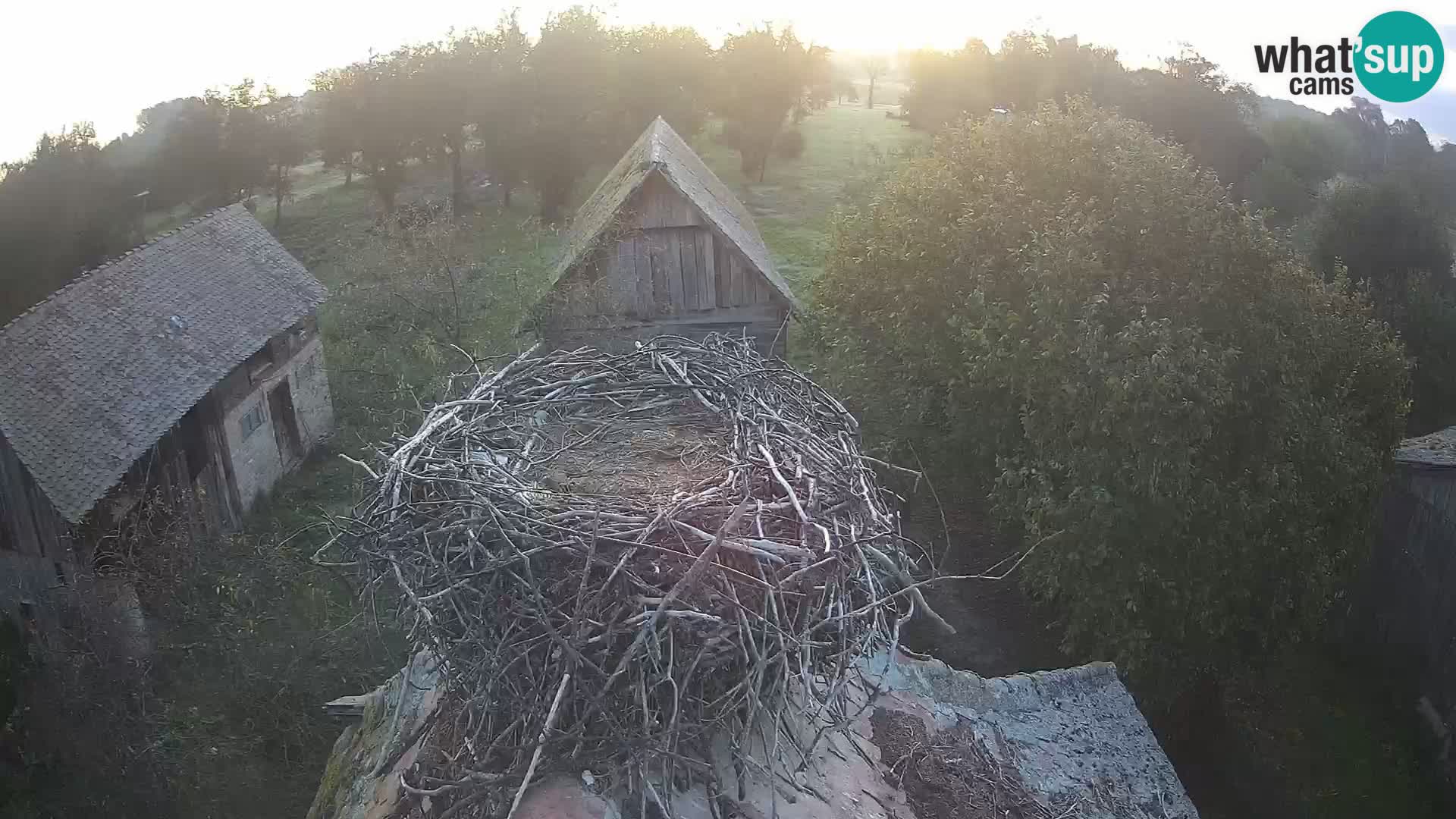 Villaggio delle cicogne europee webcam Parco naturale di Lonjsko polje