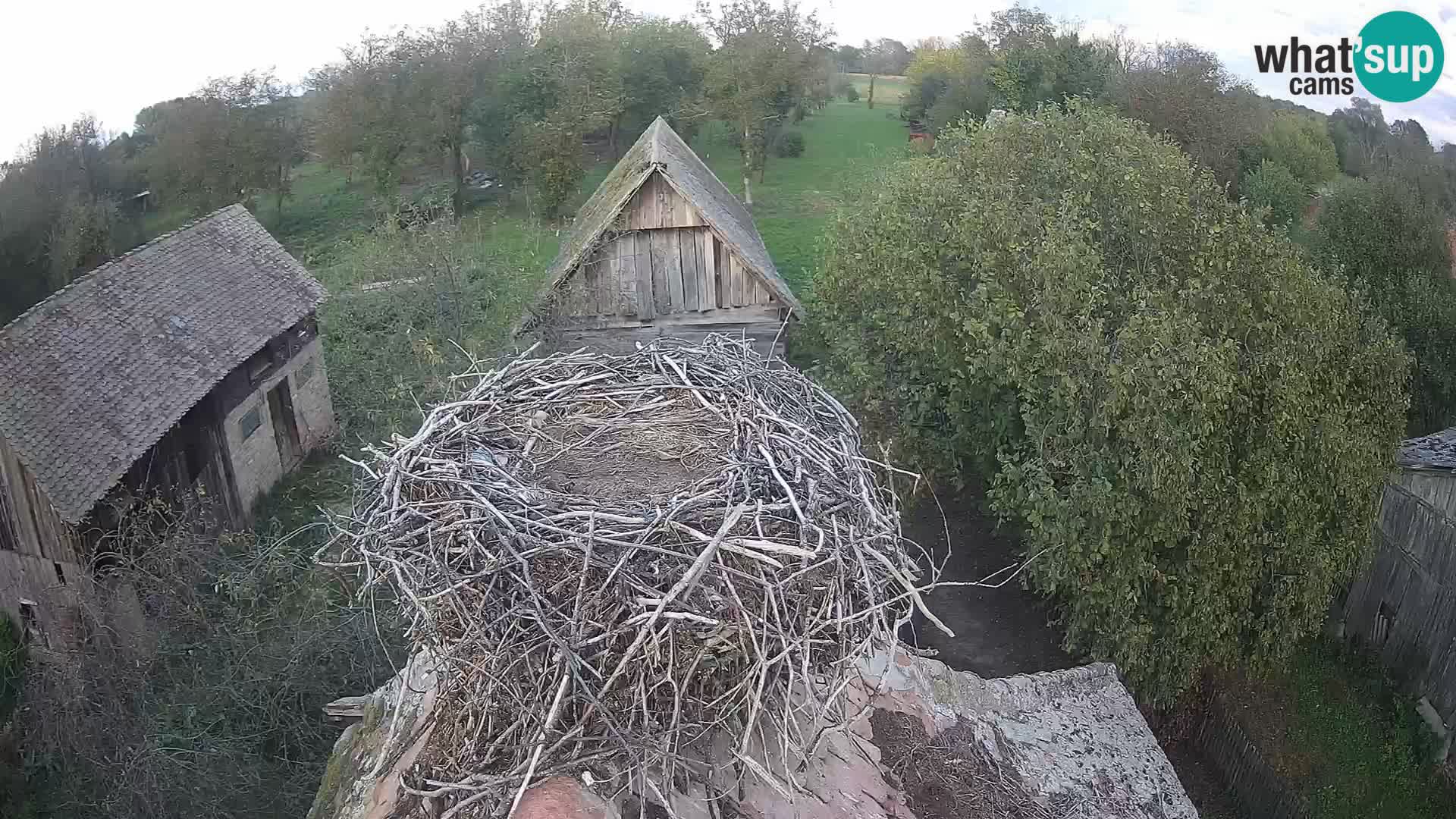 Village européen de cigognes webcam Parc naturel de Lonjsko polje