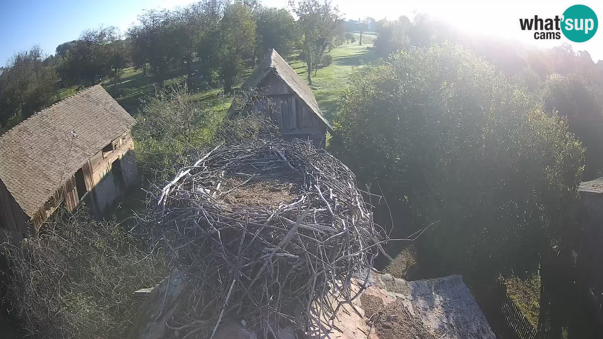 Evropska vas štorklje – Krajinski park Lonjsko polje spletna kamera