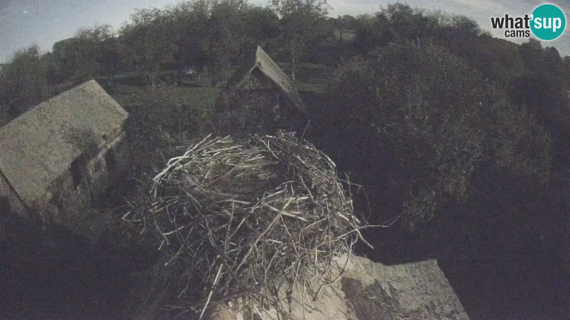 Village européen de cigognes webcam Parc naturel de Lonjsko polje