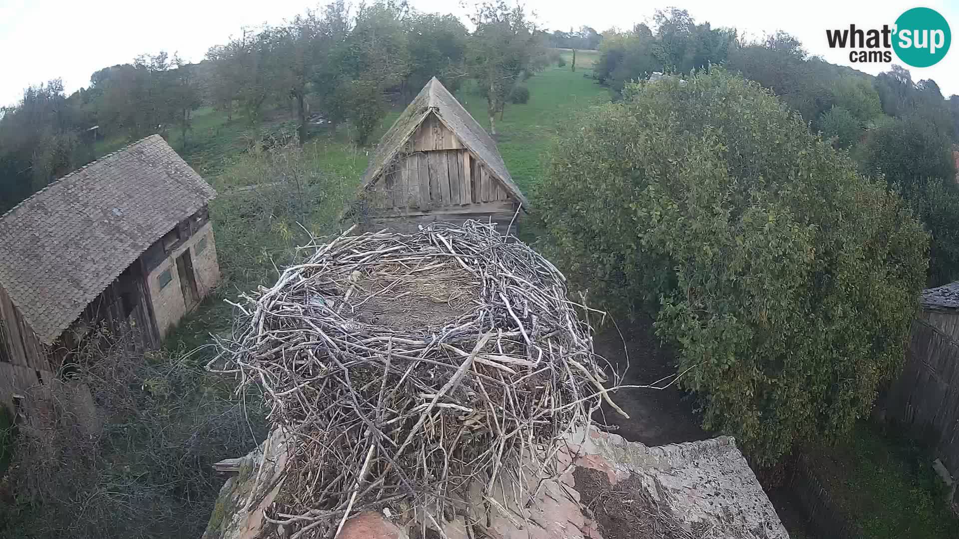 Villaggio delle cicogne europee webcam Parco naturale di Lonjsko polje