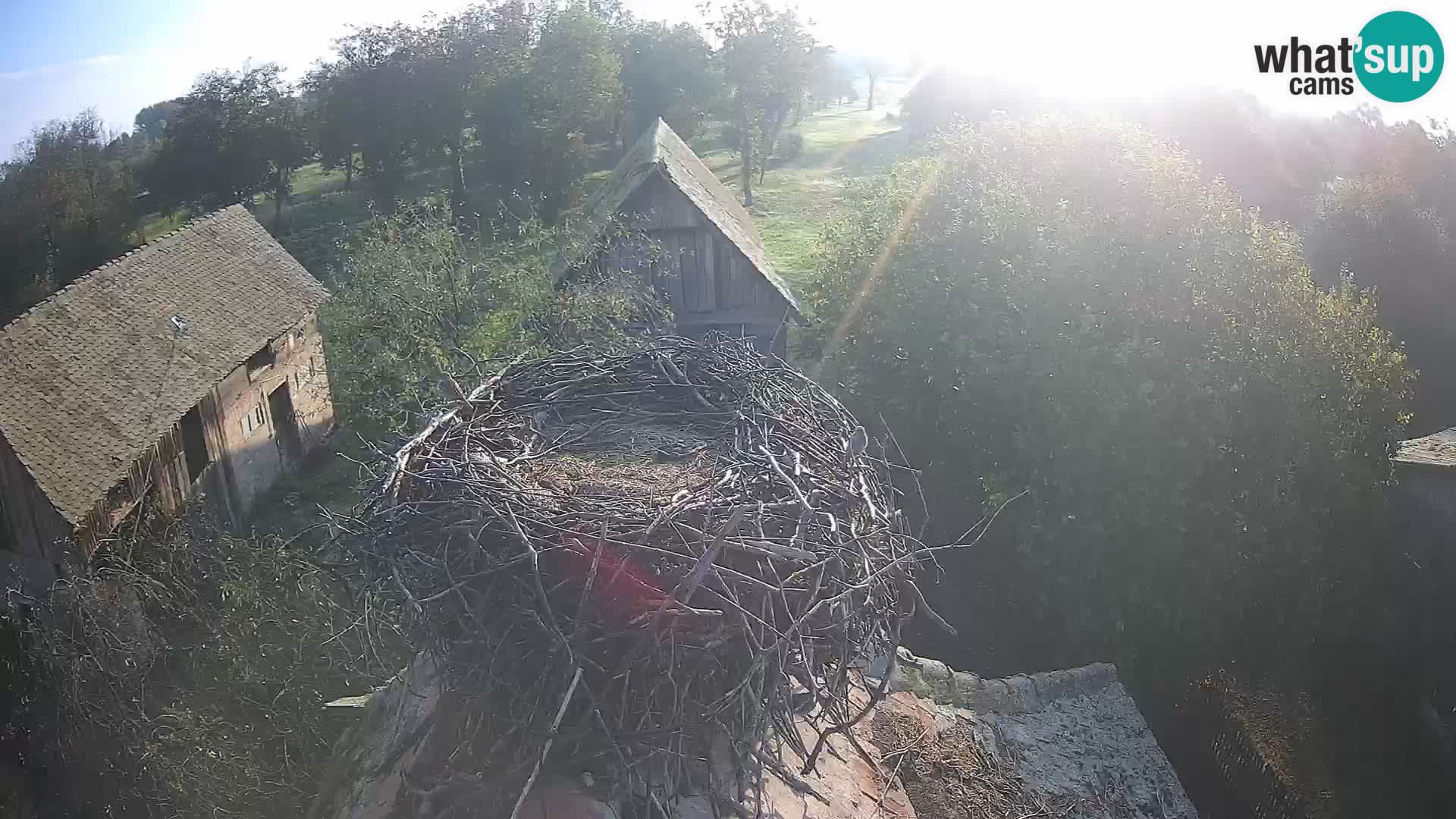 Villaggio delle cicogne europee webcam Parco naturale di Lonjsko polje