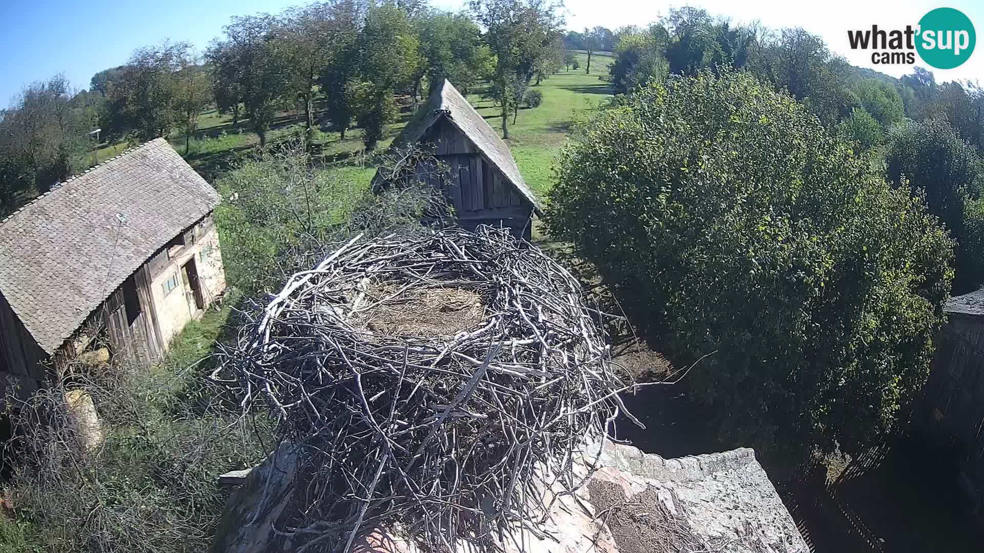 Webcam Europäisches Storchendorf – Naturpark Lonjsko polje