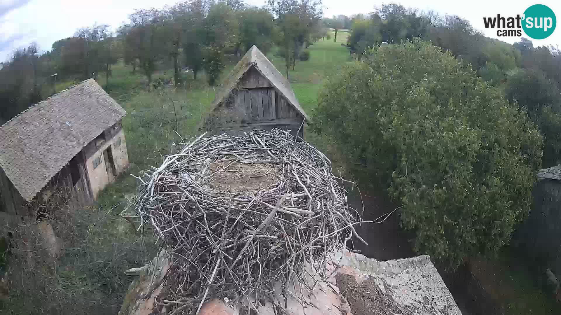 Pueblo europeo de cigüeñas camera en vivo Parque Natural Lonjsko polje