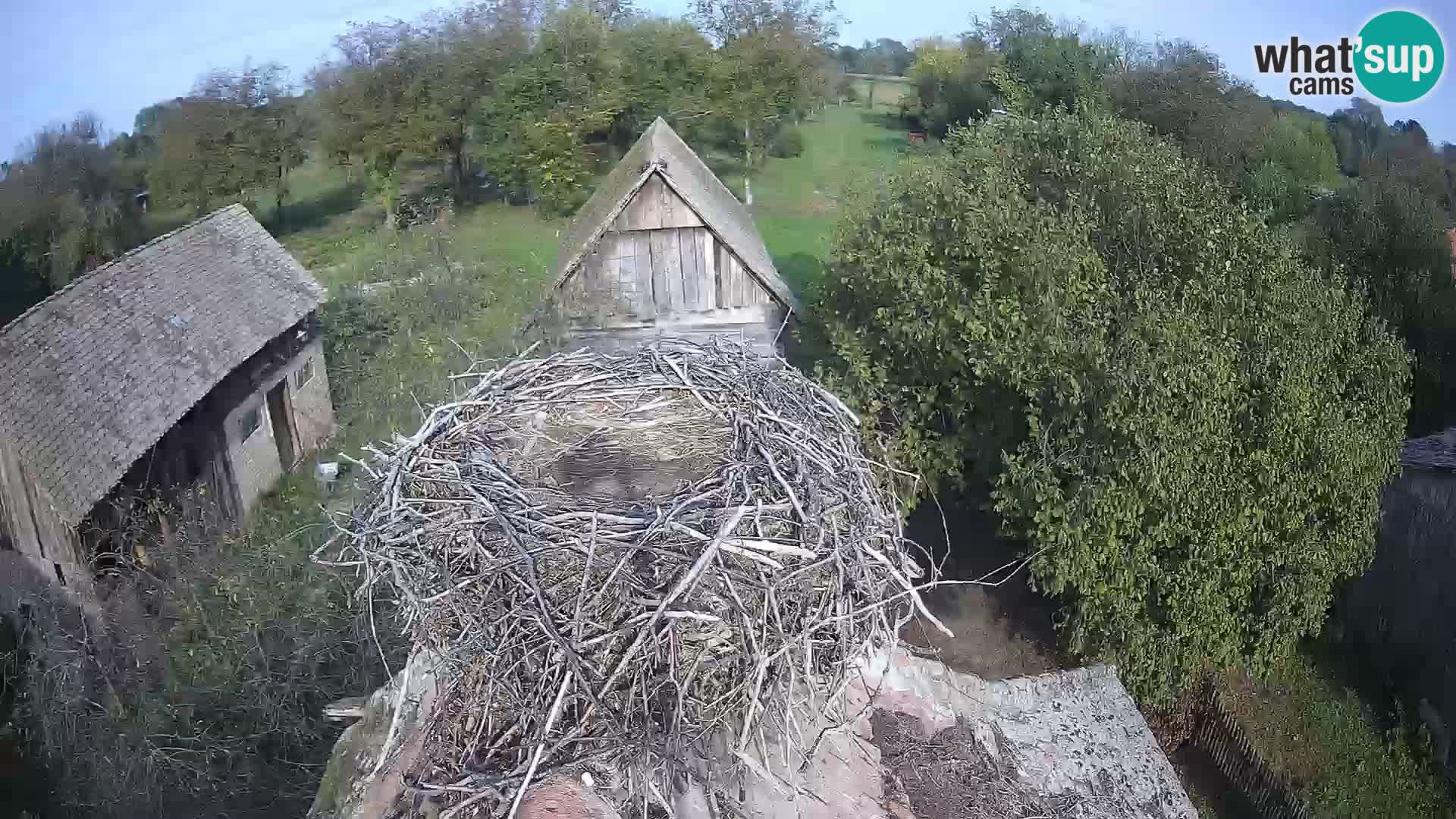 Evropska vas štorklje – Krajinski park Lonjsko polje spletna kamera