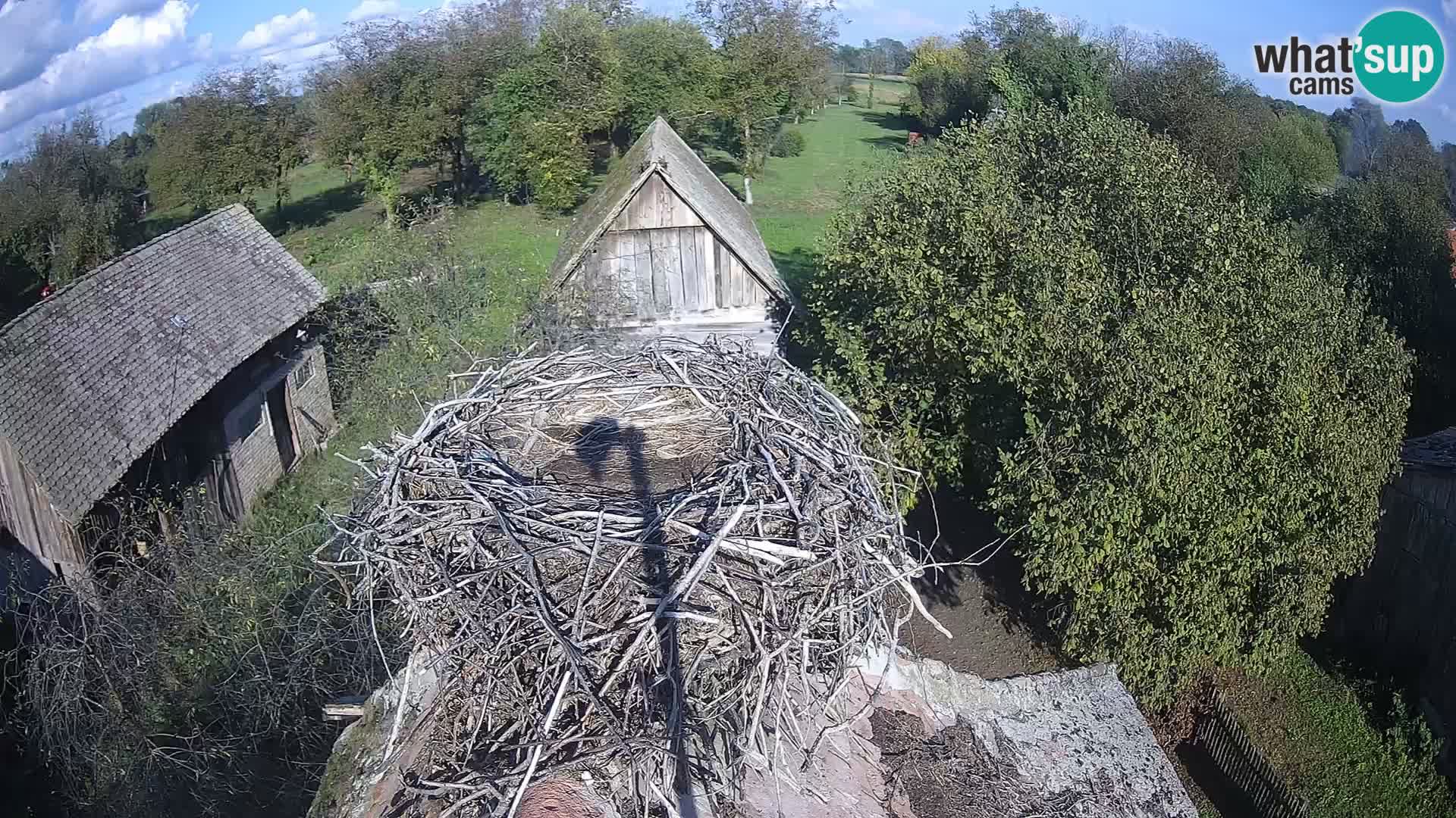 Pueblo europeo de cigüeñas camera en vivo Parque Natural Lonjsko polje