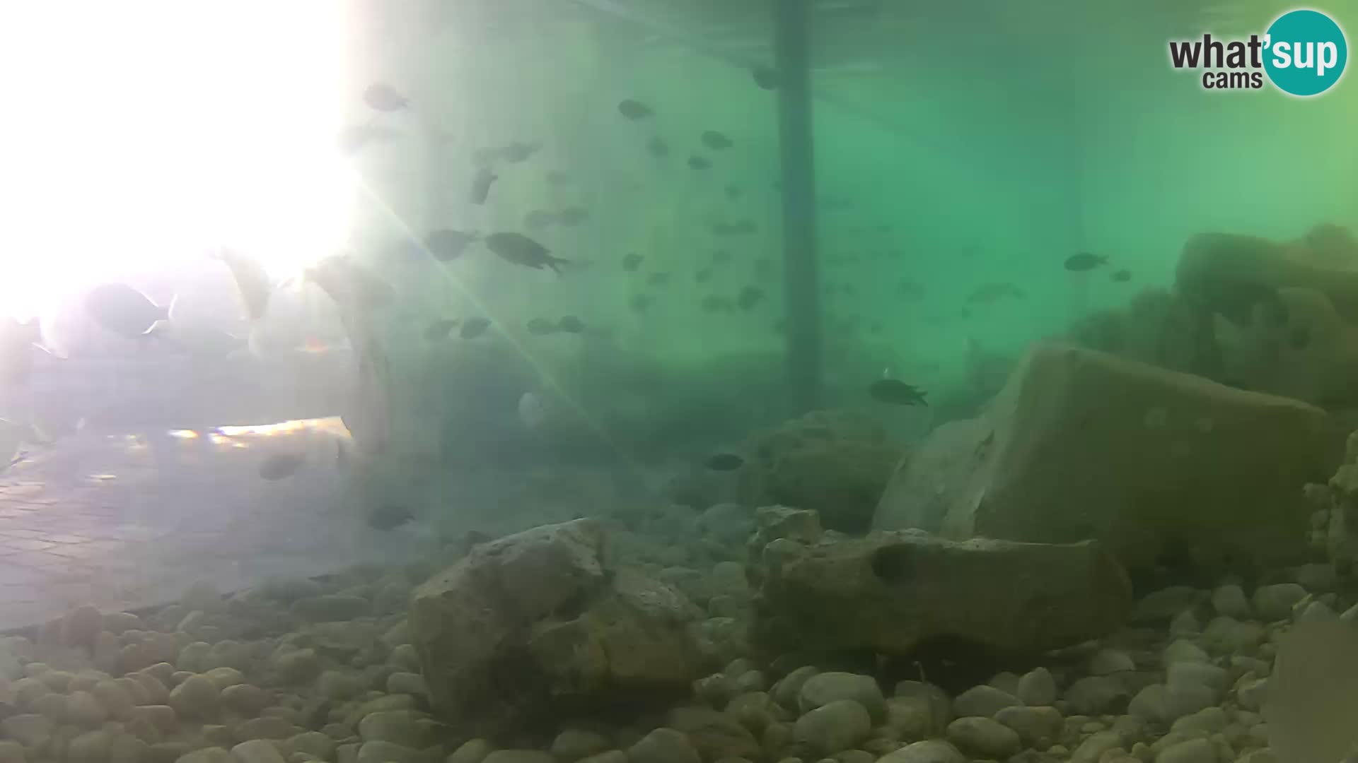 Outdoor Marine Aquarium Rogoznica webcam Croatia