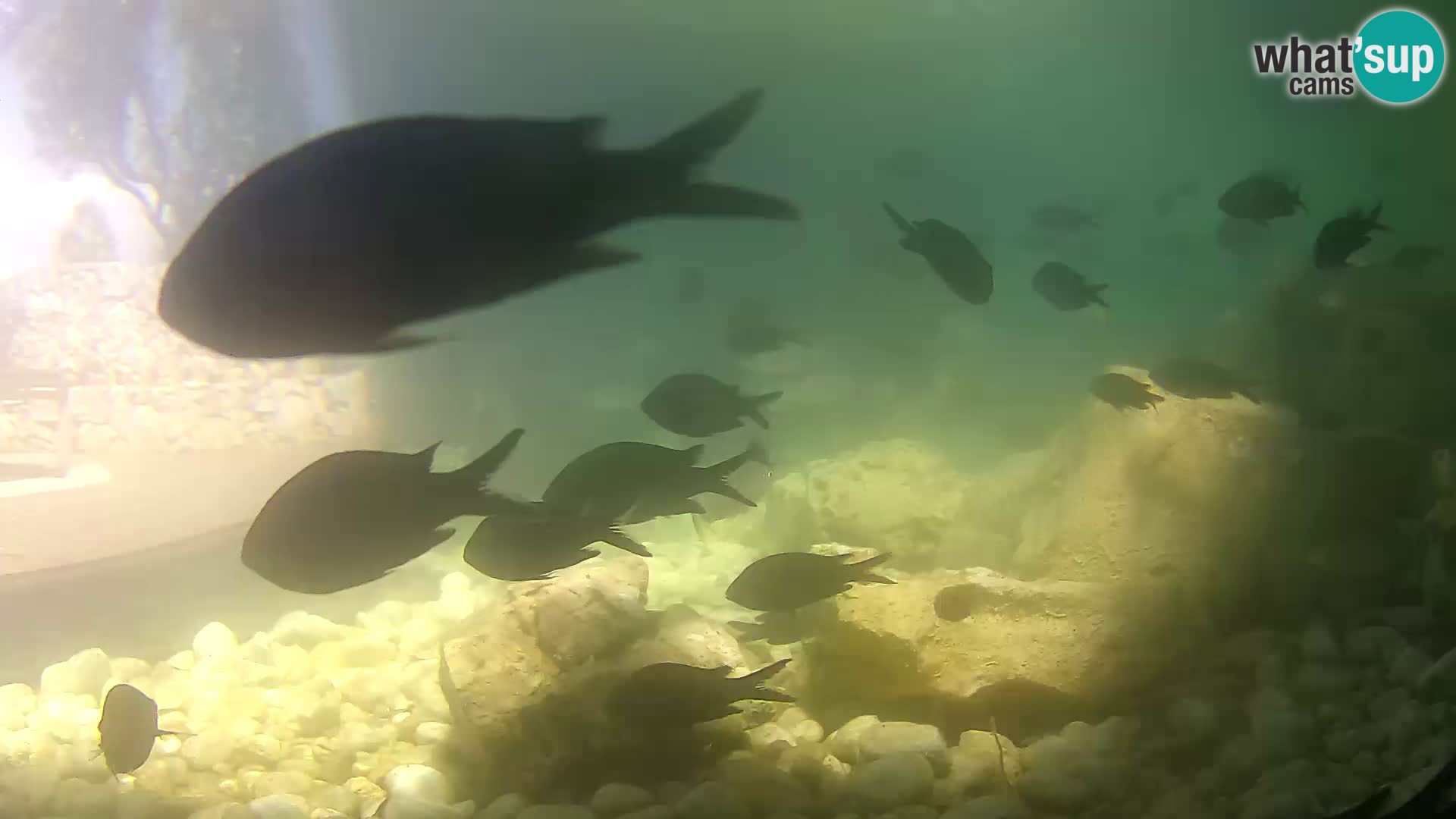 Aquario marino esterno –  Rogoznica livecam Croazia