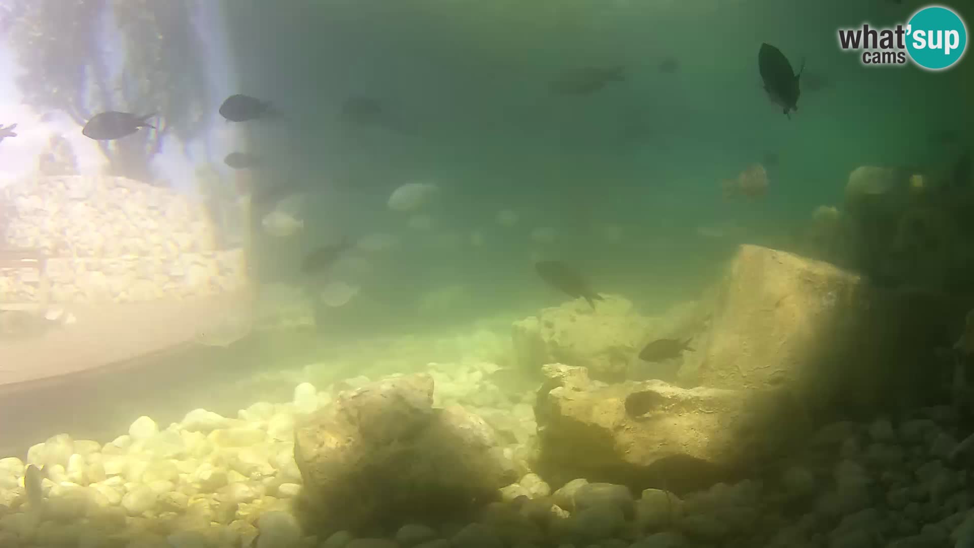 Aquario marino esterno –  Rogoznica livecam Croazia