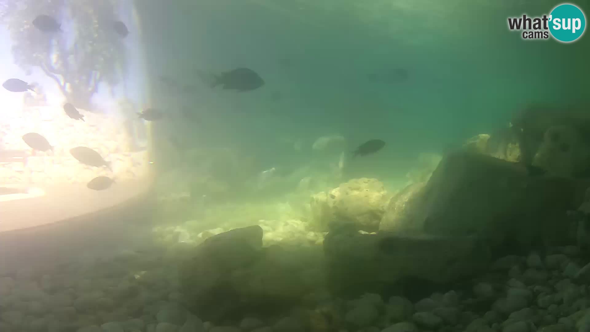 Zunanji morski akvarij Rogoznica spletna kamera Hrvaška