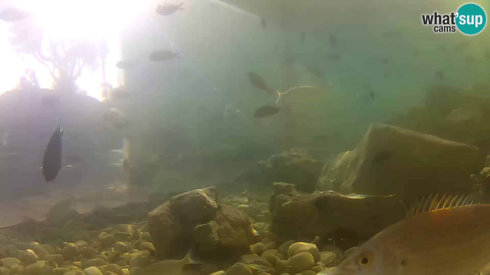 Zunanji morski akvarij Rogoznica spletna kamera Hrvaška